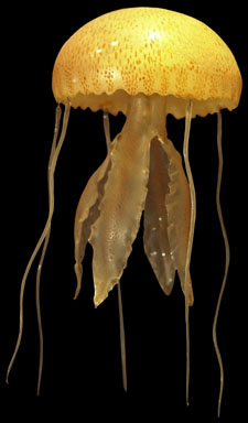 A jellyfish