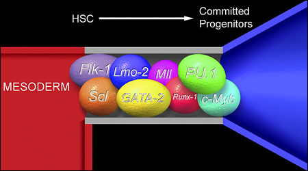 diagram of blood stem cells and their