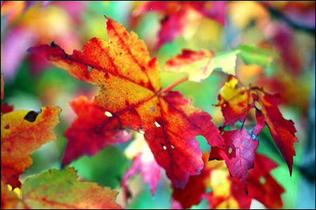 brilliant autumn