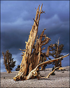 bristlecone