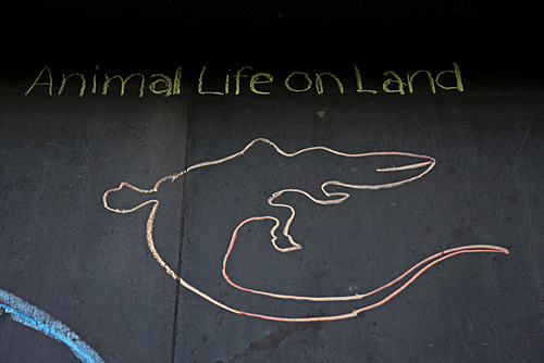 Animal life