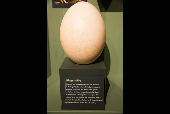 This giant egg is an exact replica of one belonging to the largest bird to walk the Earth, Aepyornis maximus, a species of elephant bird once endemic to Madagascar.
