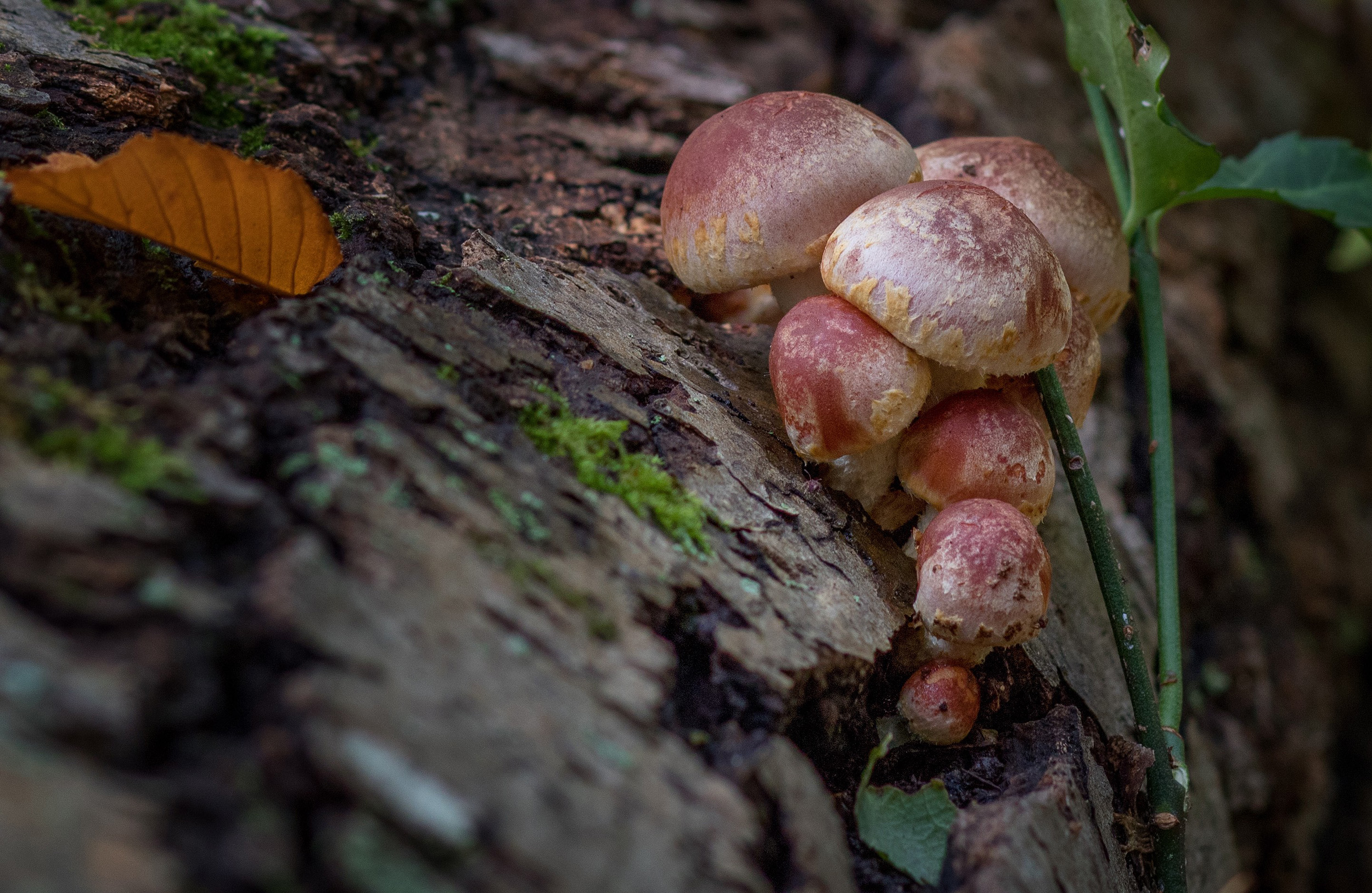 Close-up of mushrooms.