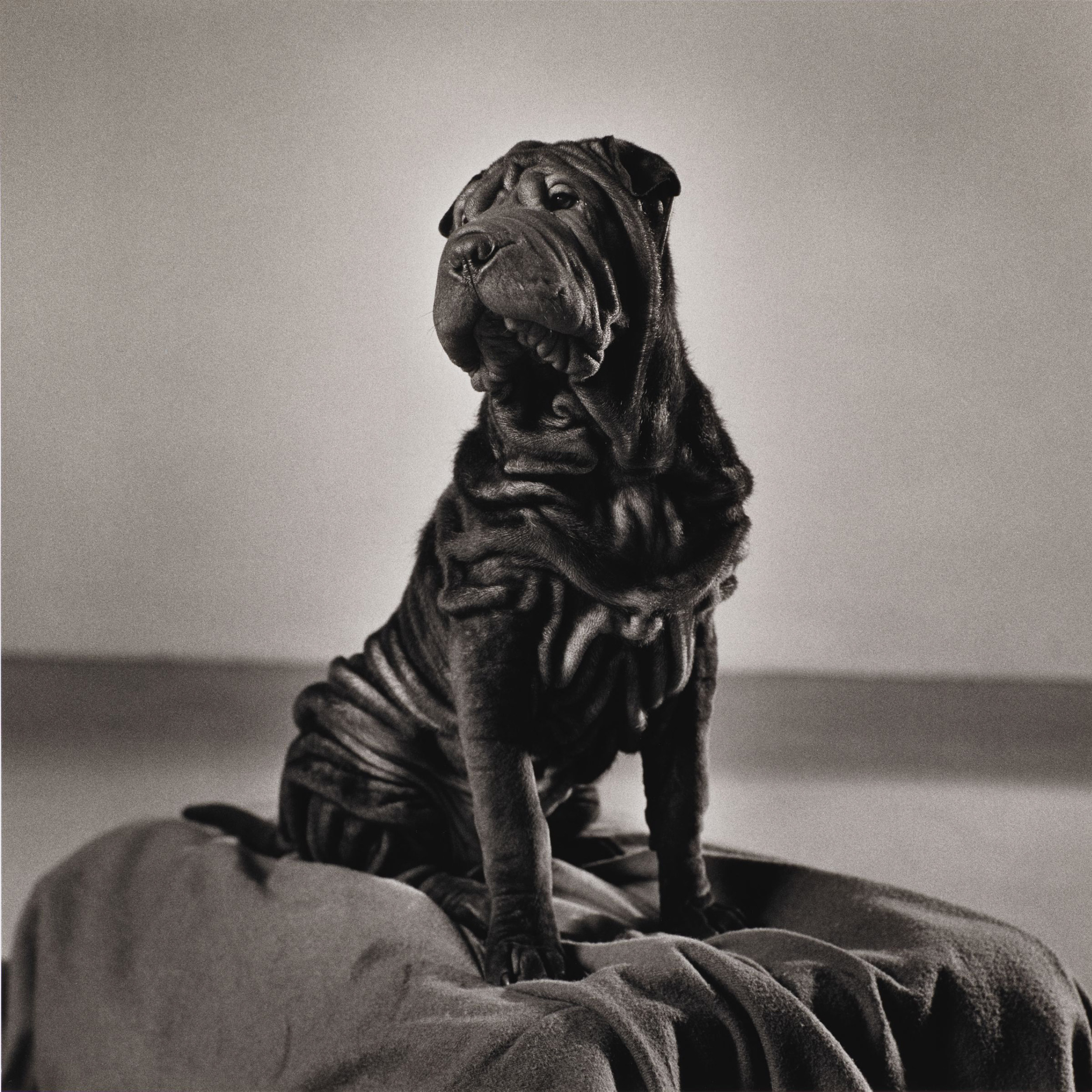 Peter Hujar, Will, 1985, printed 1987.