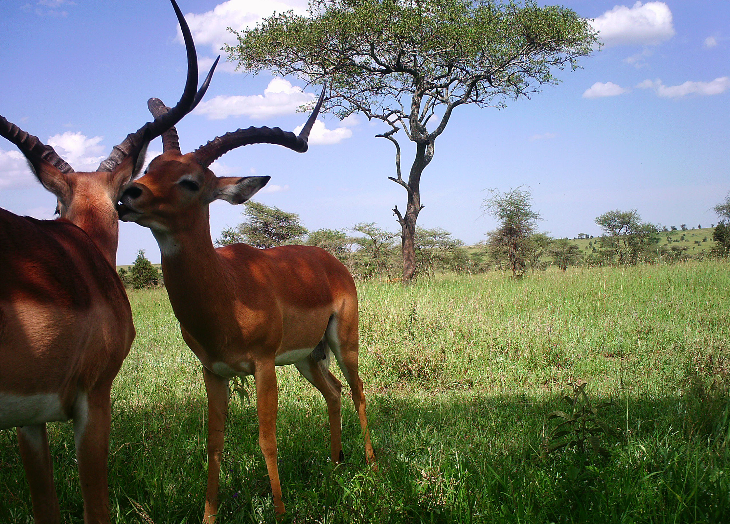 Two impalas standing in the wild.