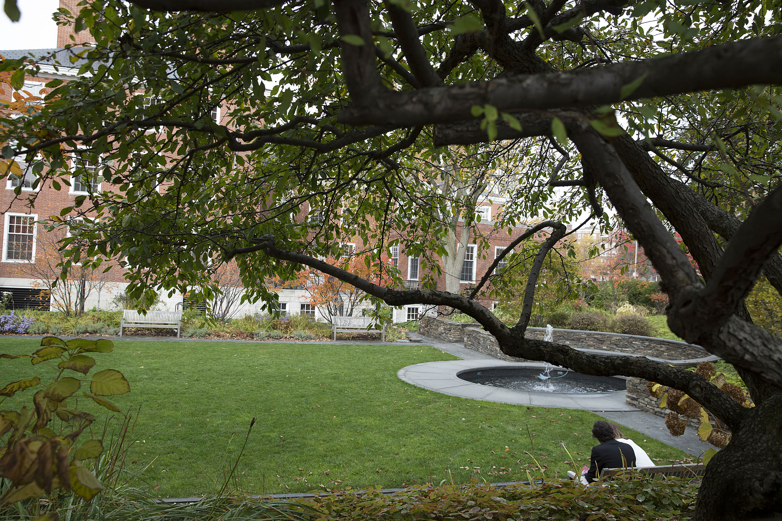 The Sunken Garden in Radcliffe Yard framed by long tree branches.