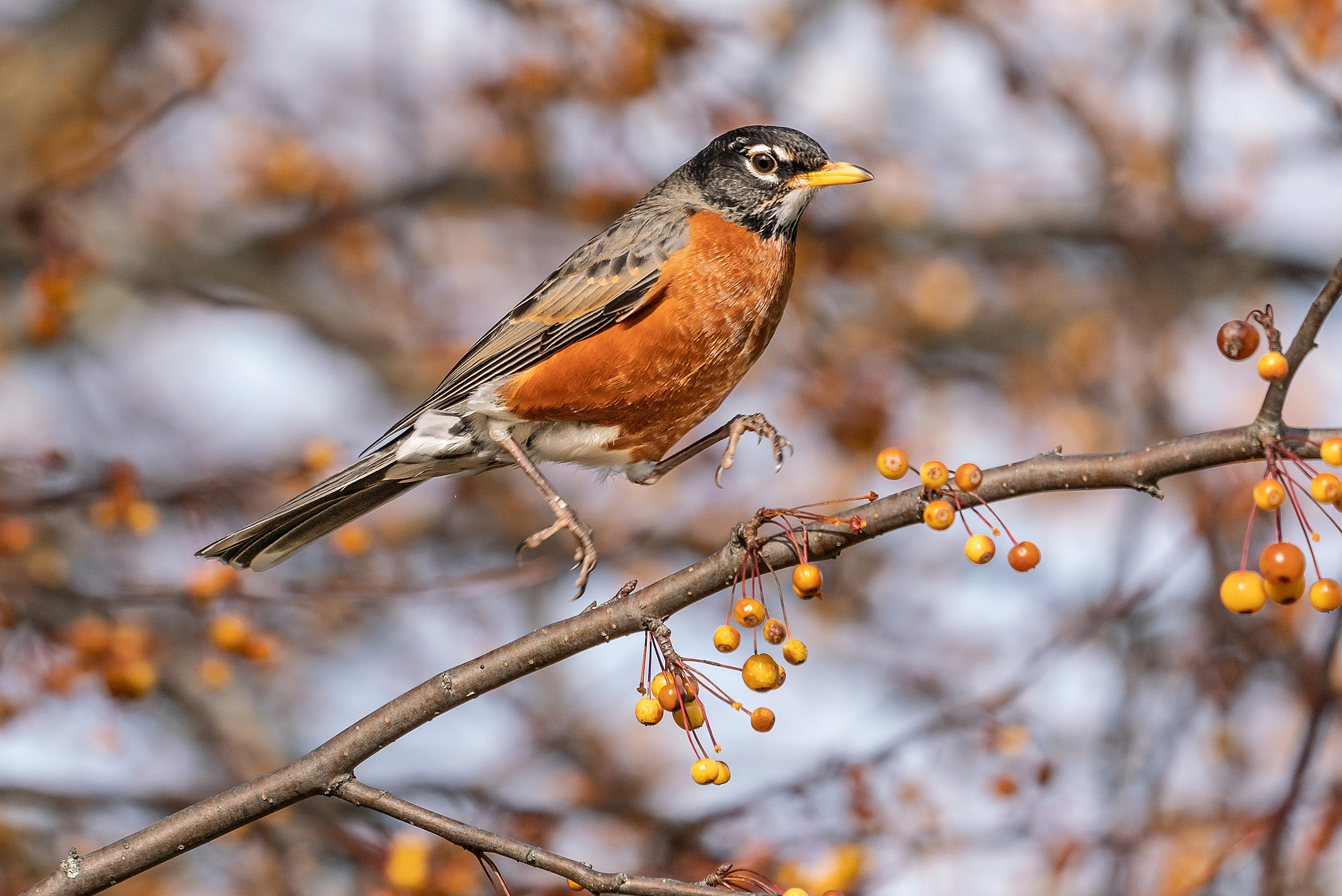 Robin perched on a branch.