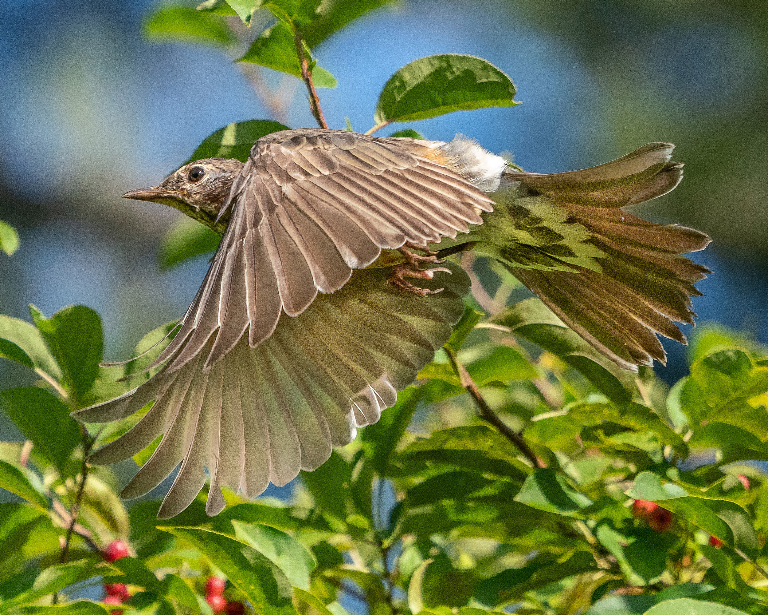 Flying robin.