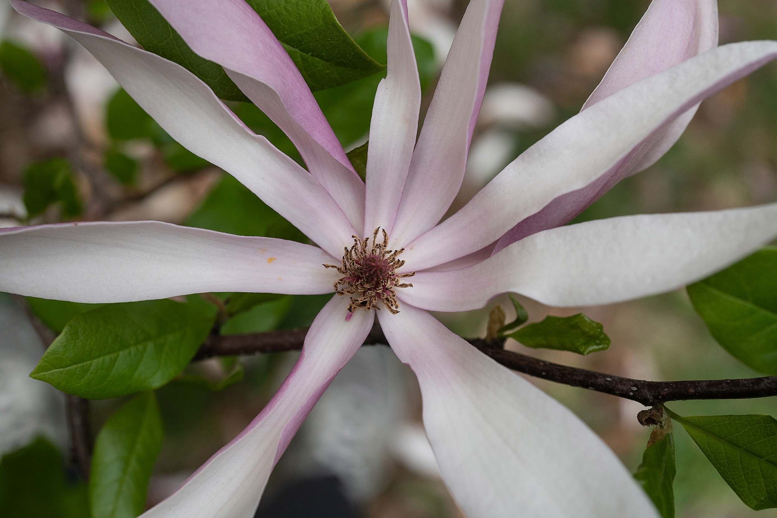 Judy magnolia.