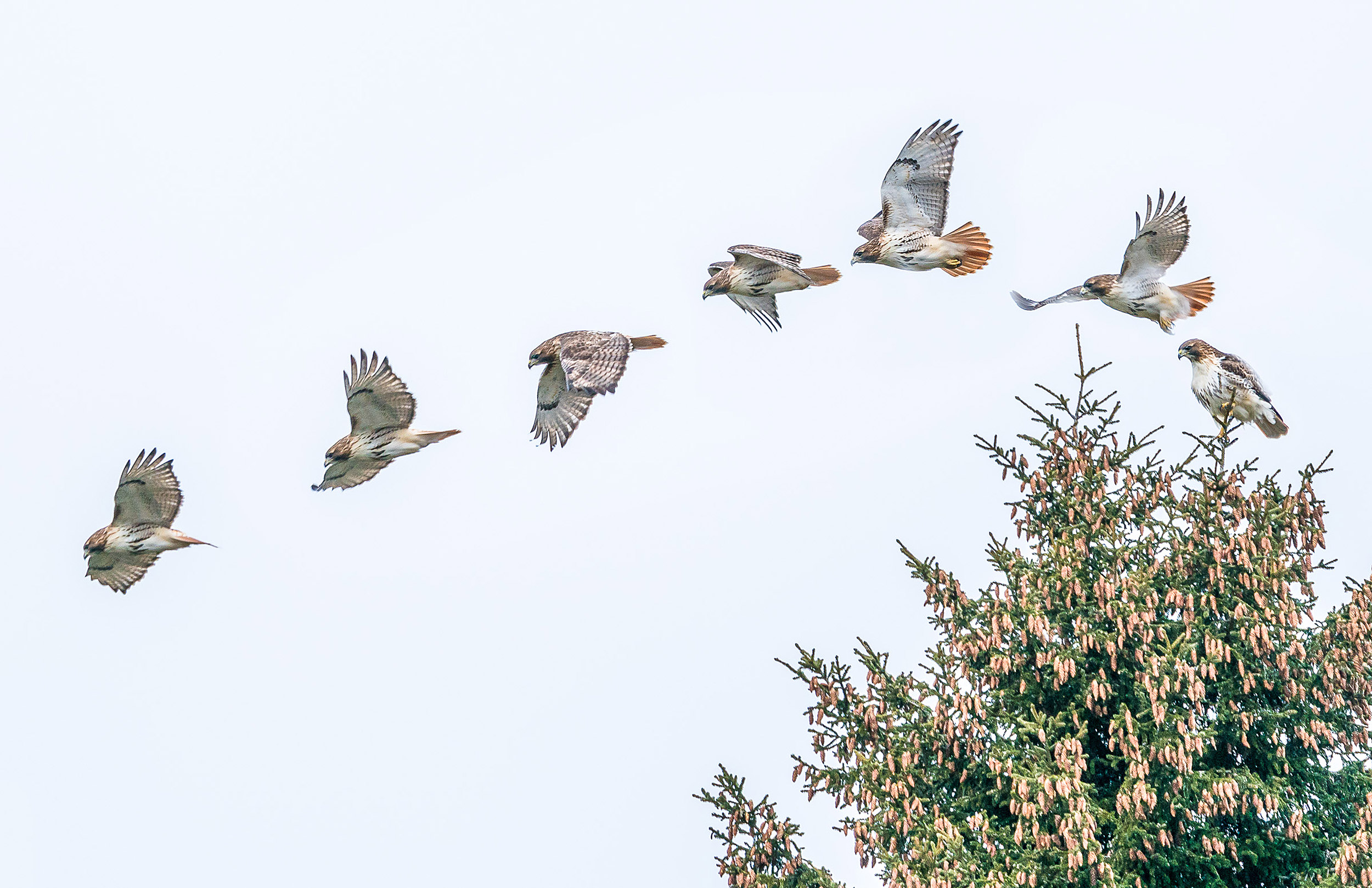 Red-tailed hawks on Norway spruce.