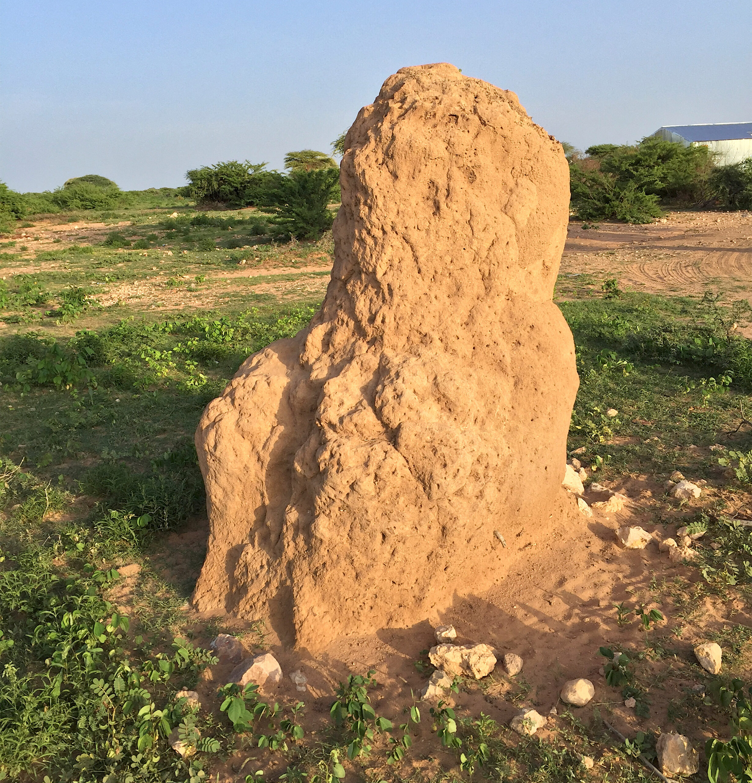 Termite Mound