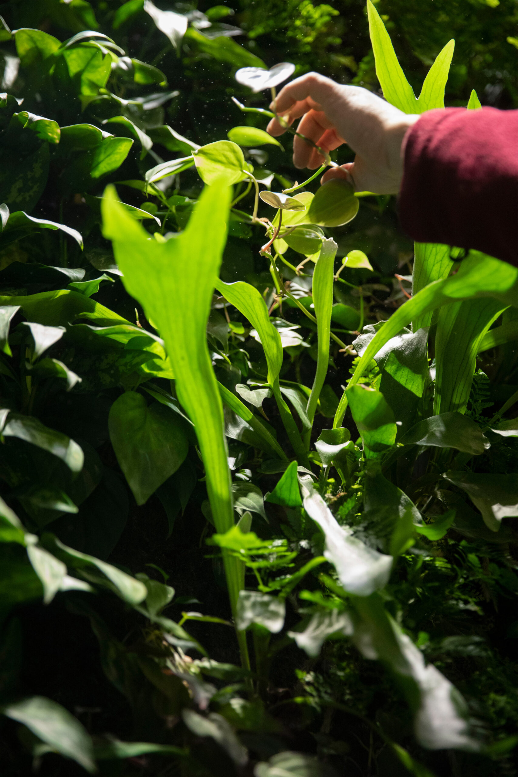 Inspecting a leaf on the green wall