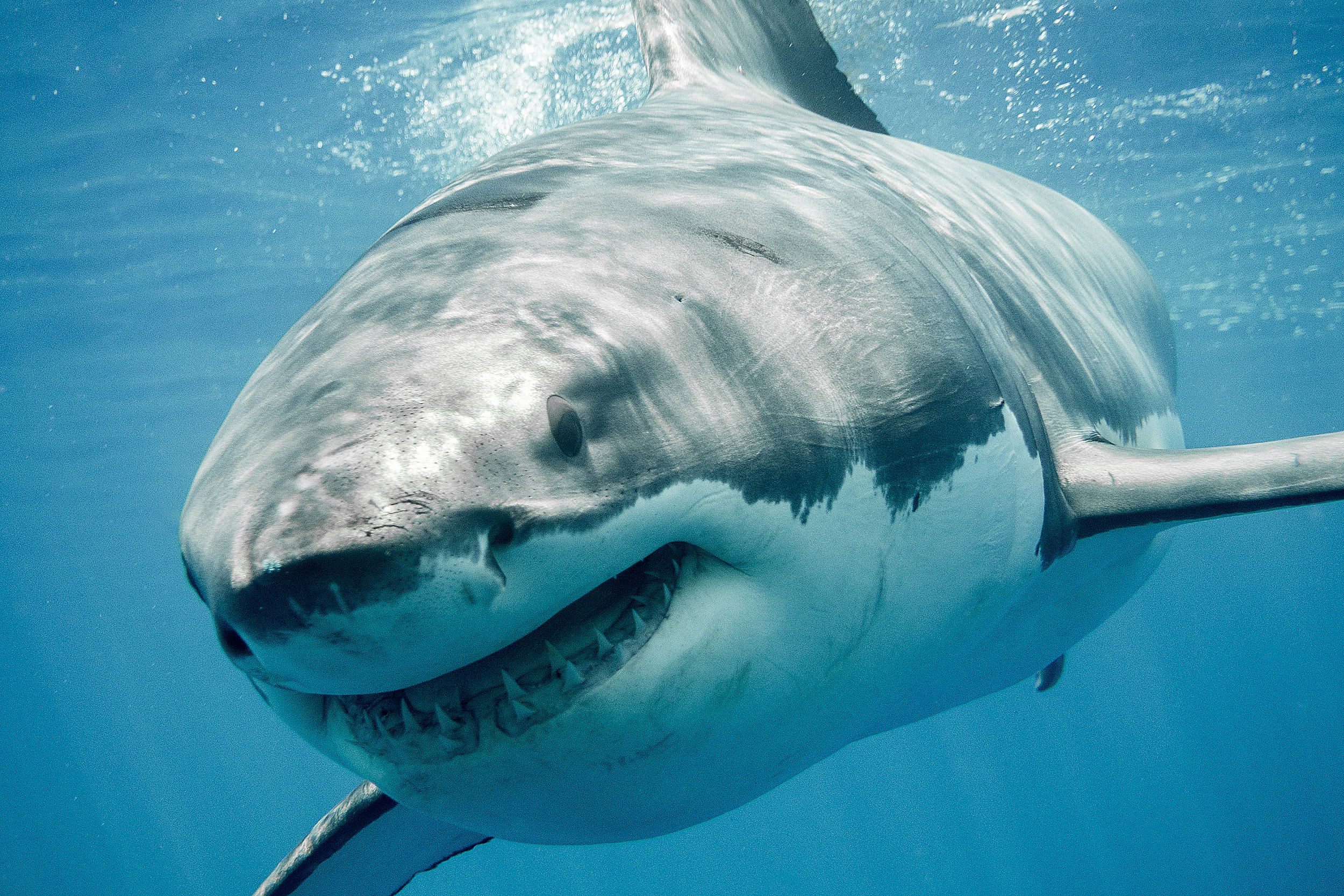 Great white shark.