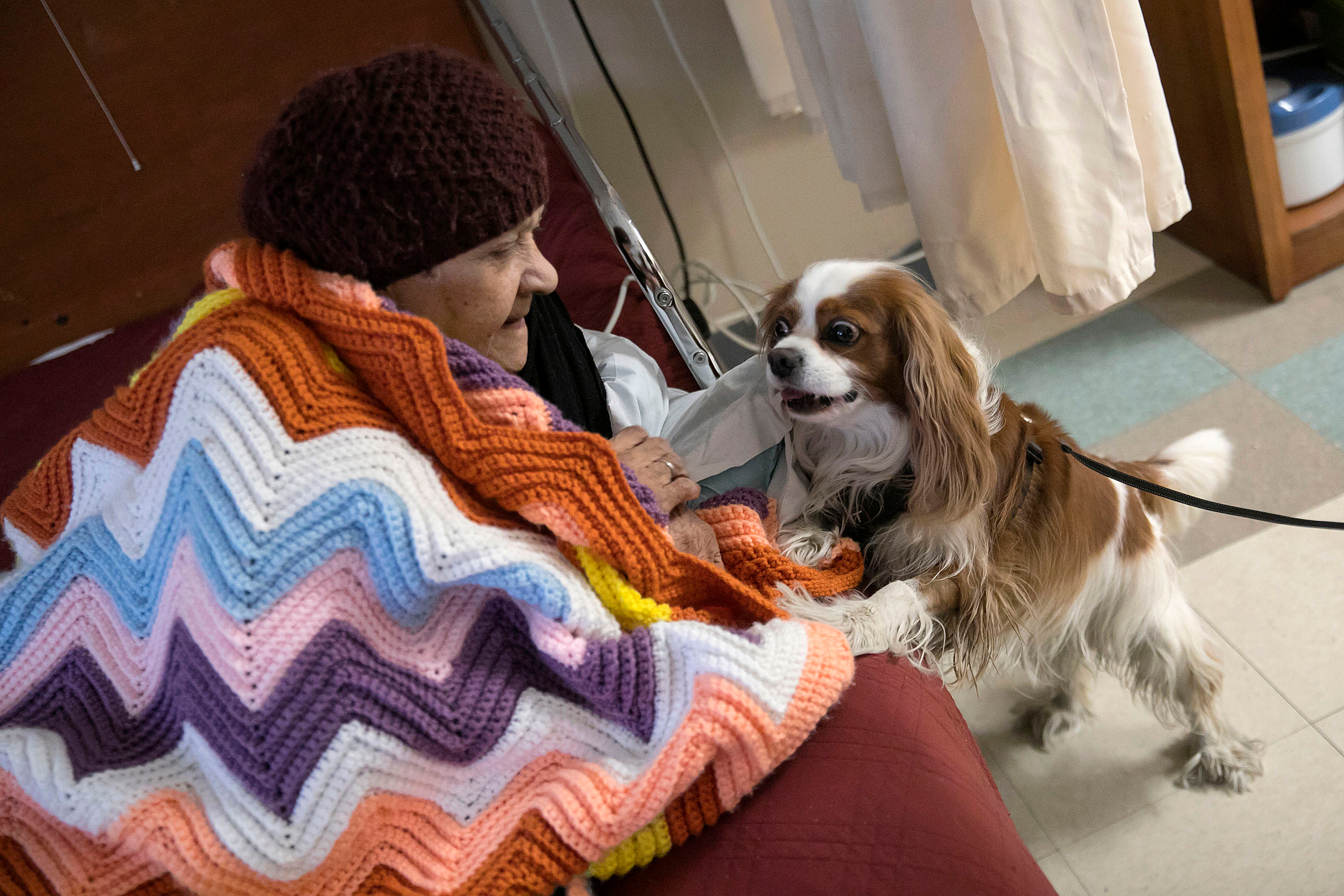 Dog and woman