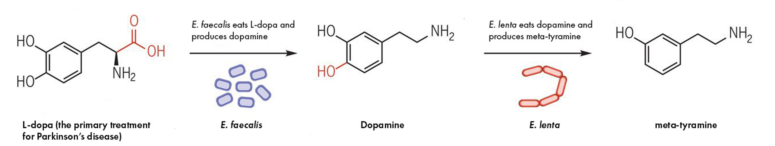 Chemical reaction to L-dopa metabolism.