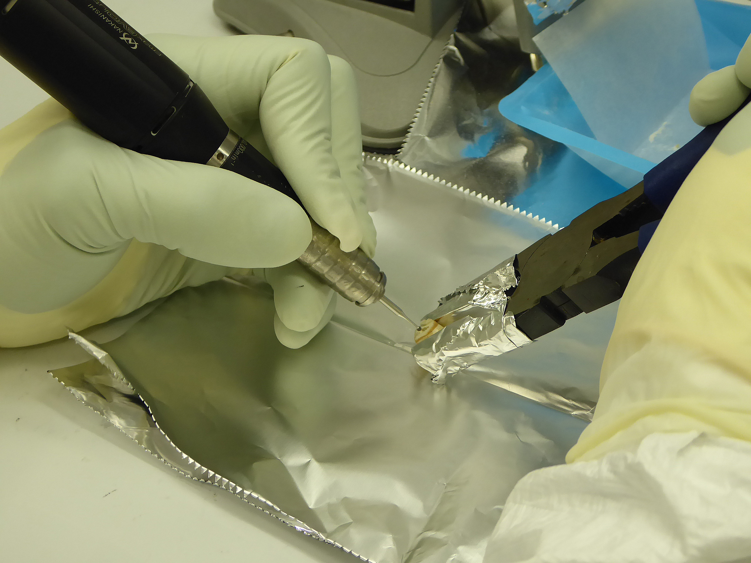 Researcher working with a tooth sample