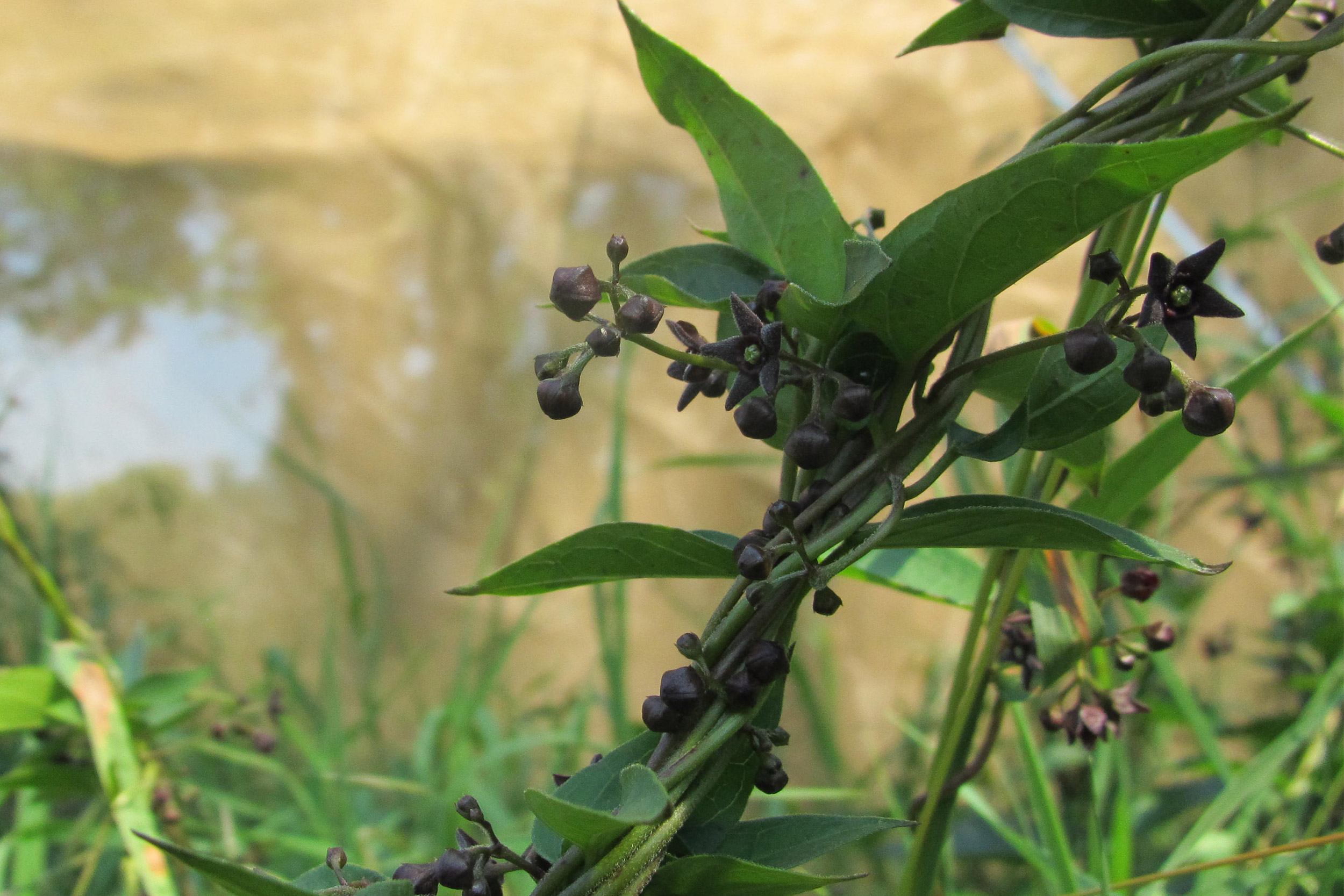 swallow-wort