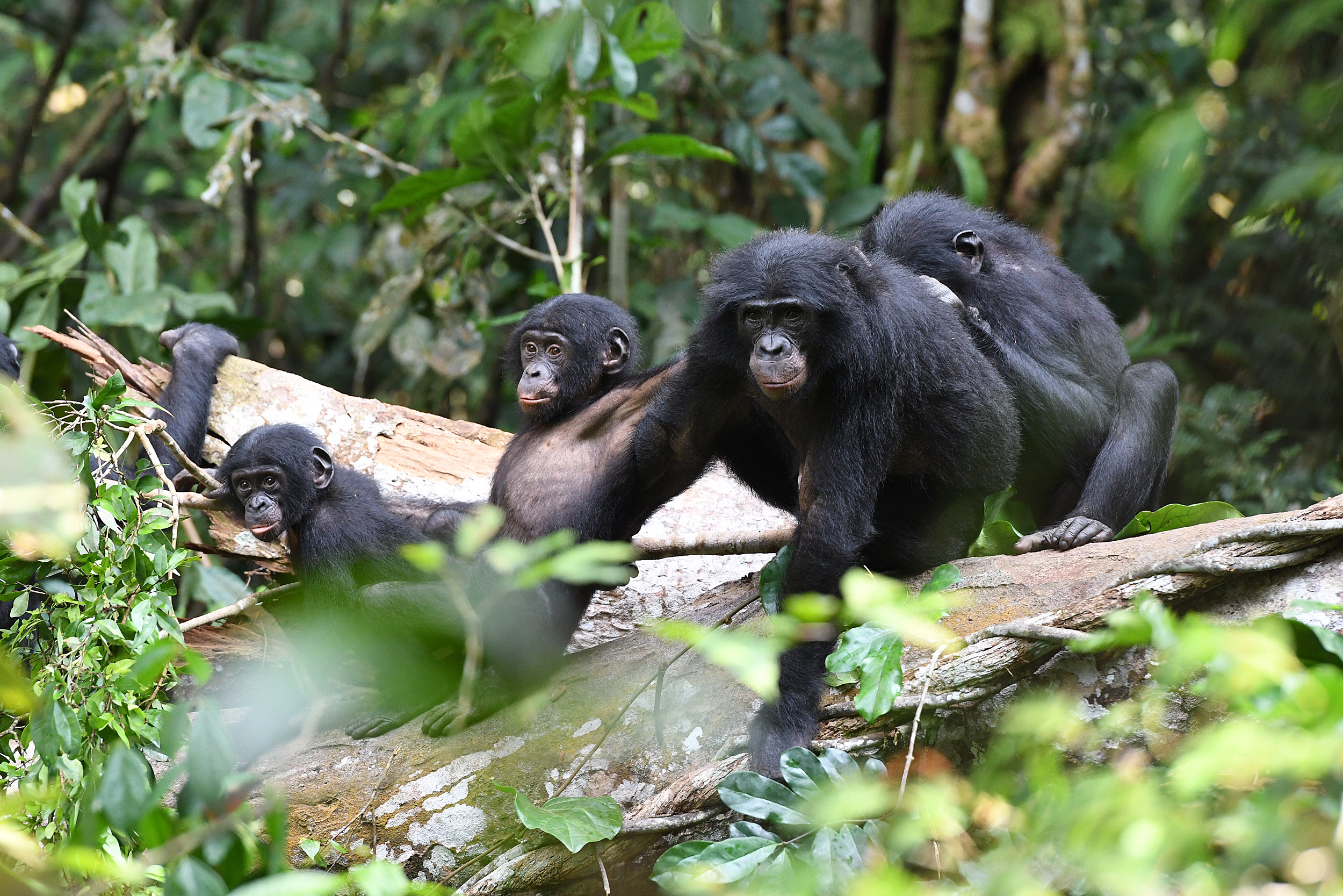 A group of monkeys hanging out in the jungle.