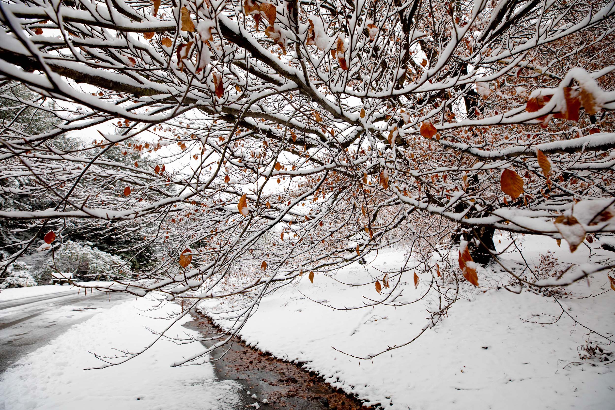 While the December snow falls, autumn leaves still cling to a beech tree by the South Street Gate.