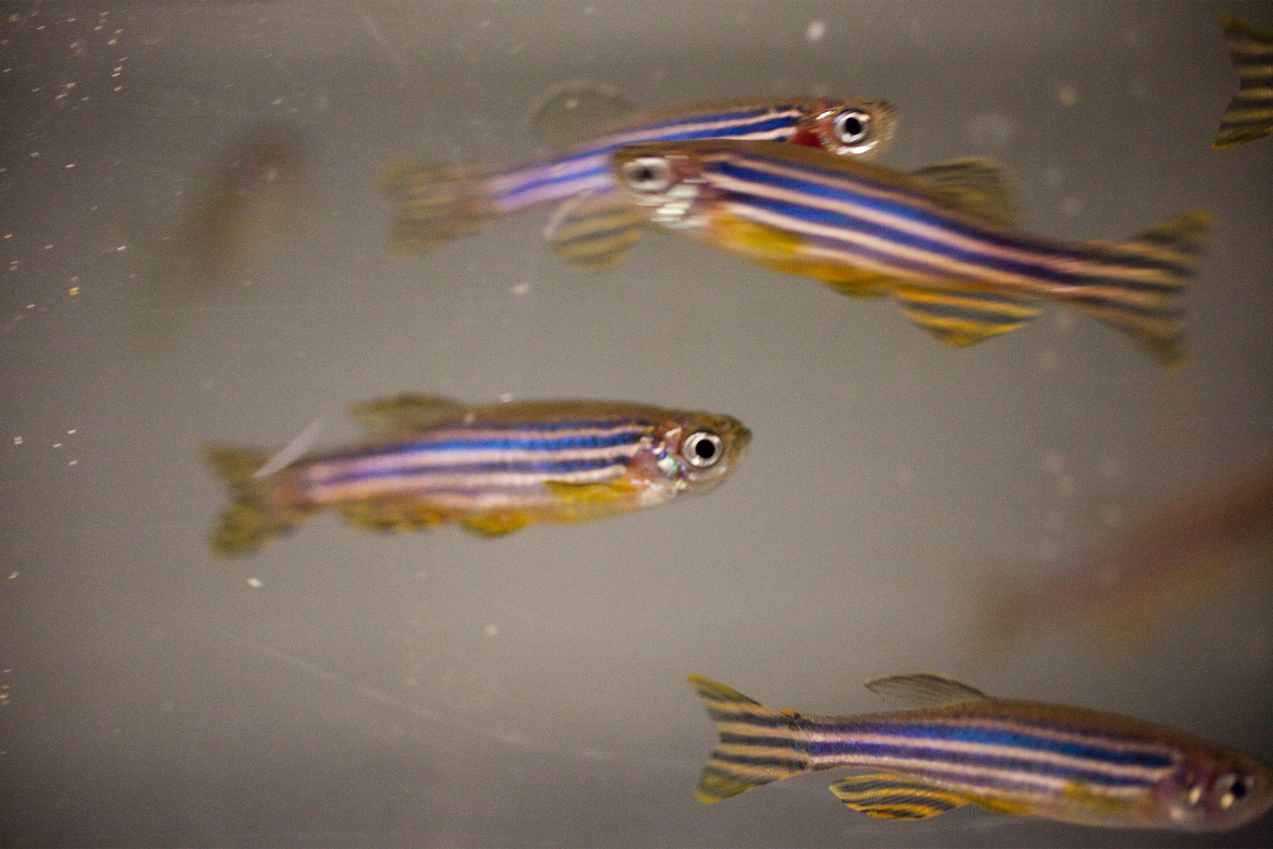 Zebrafish