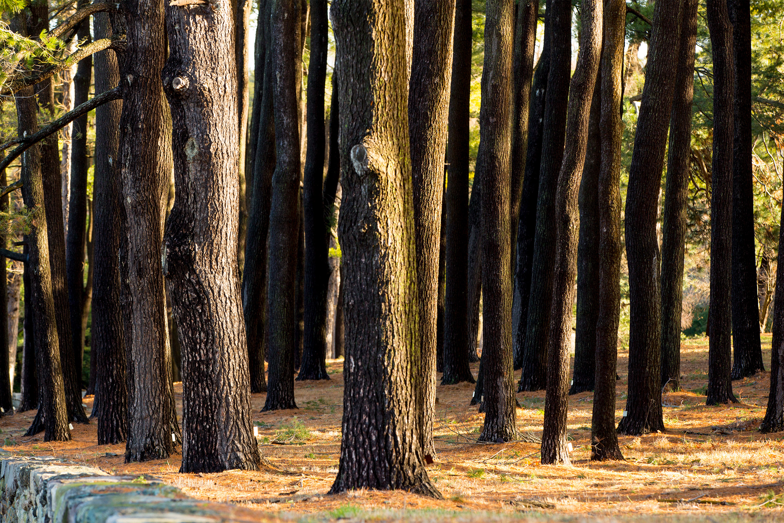 A stand of pine trees.