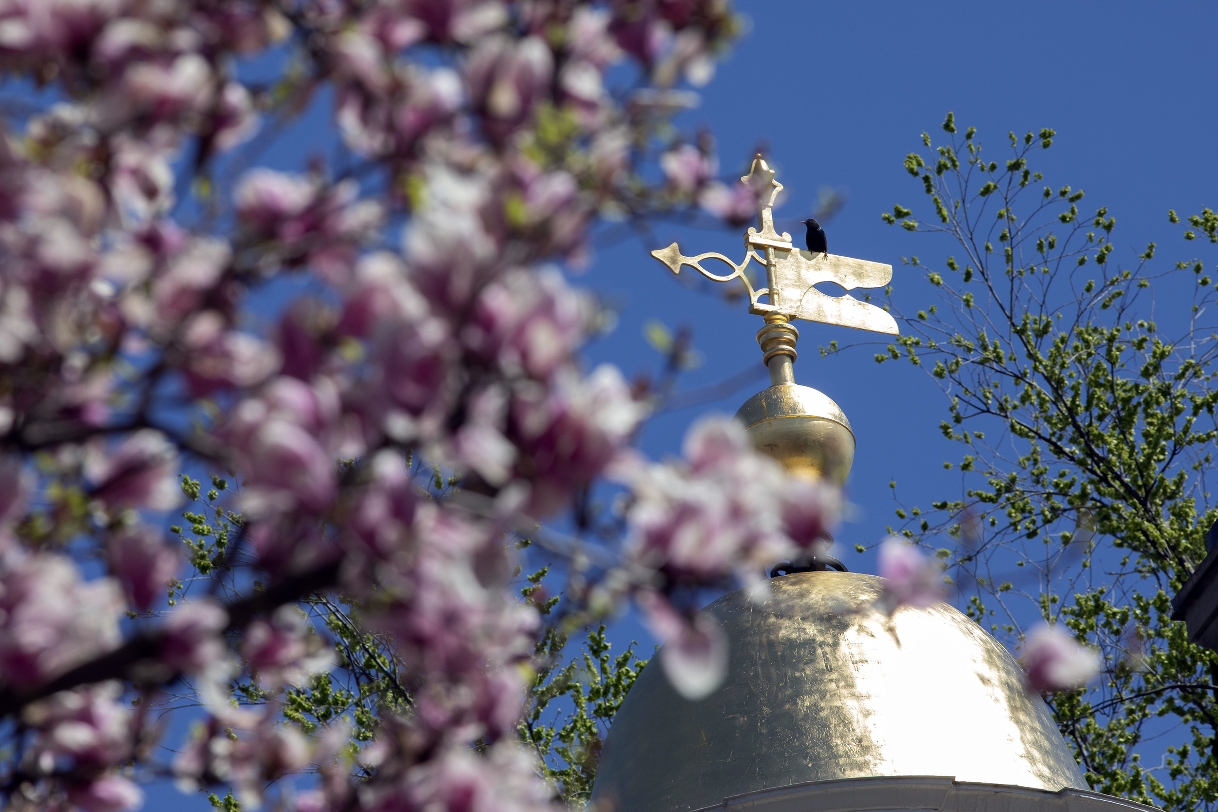 A Lowell House tower is framed by blooms.