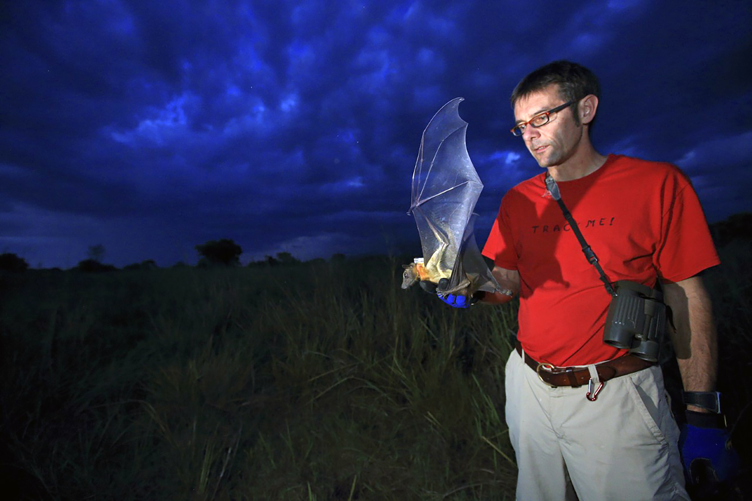 Martin Wikelski with straw-colored fruit bat.