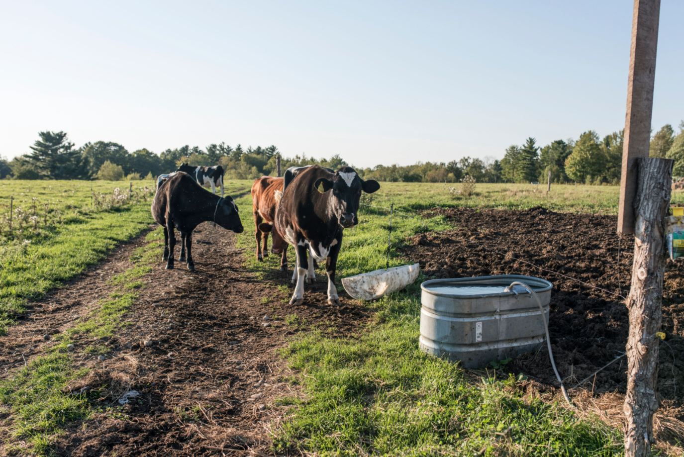 Four cows in a farm