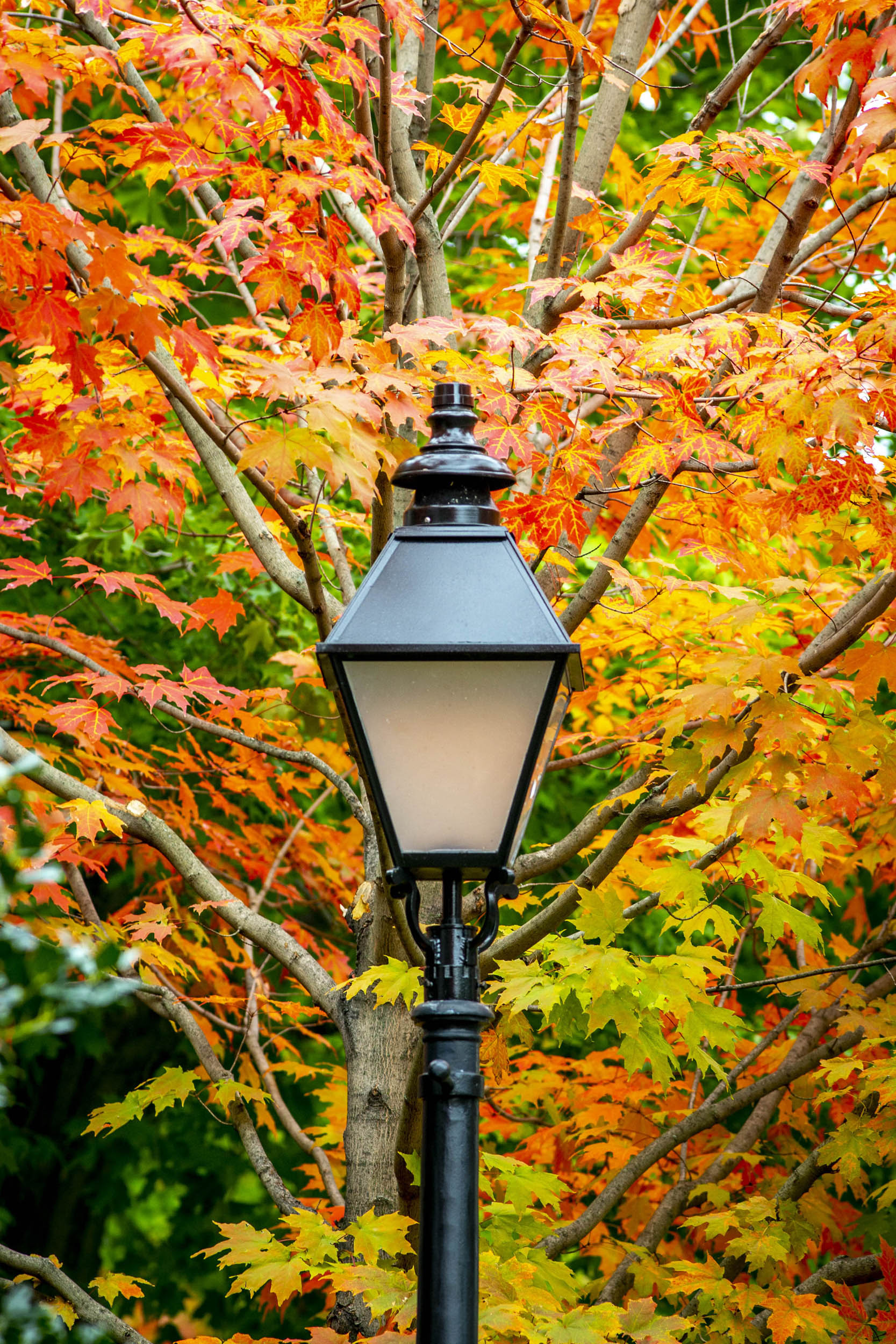 View of fall foliage at Harvard Business School.