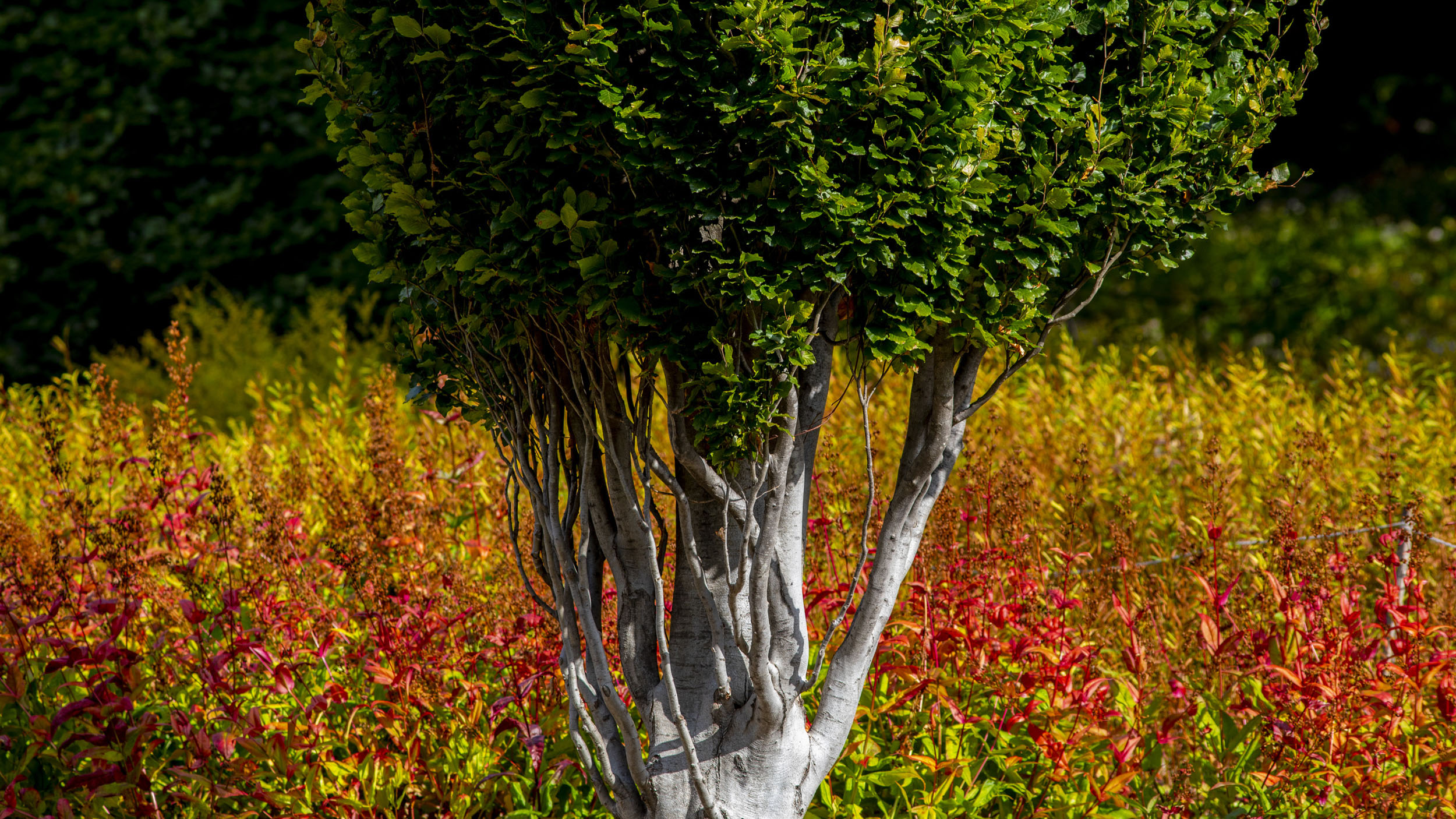 Arnold Arboretum.