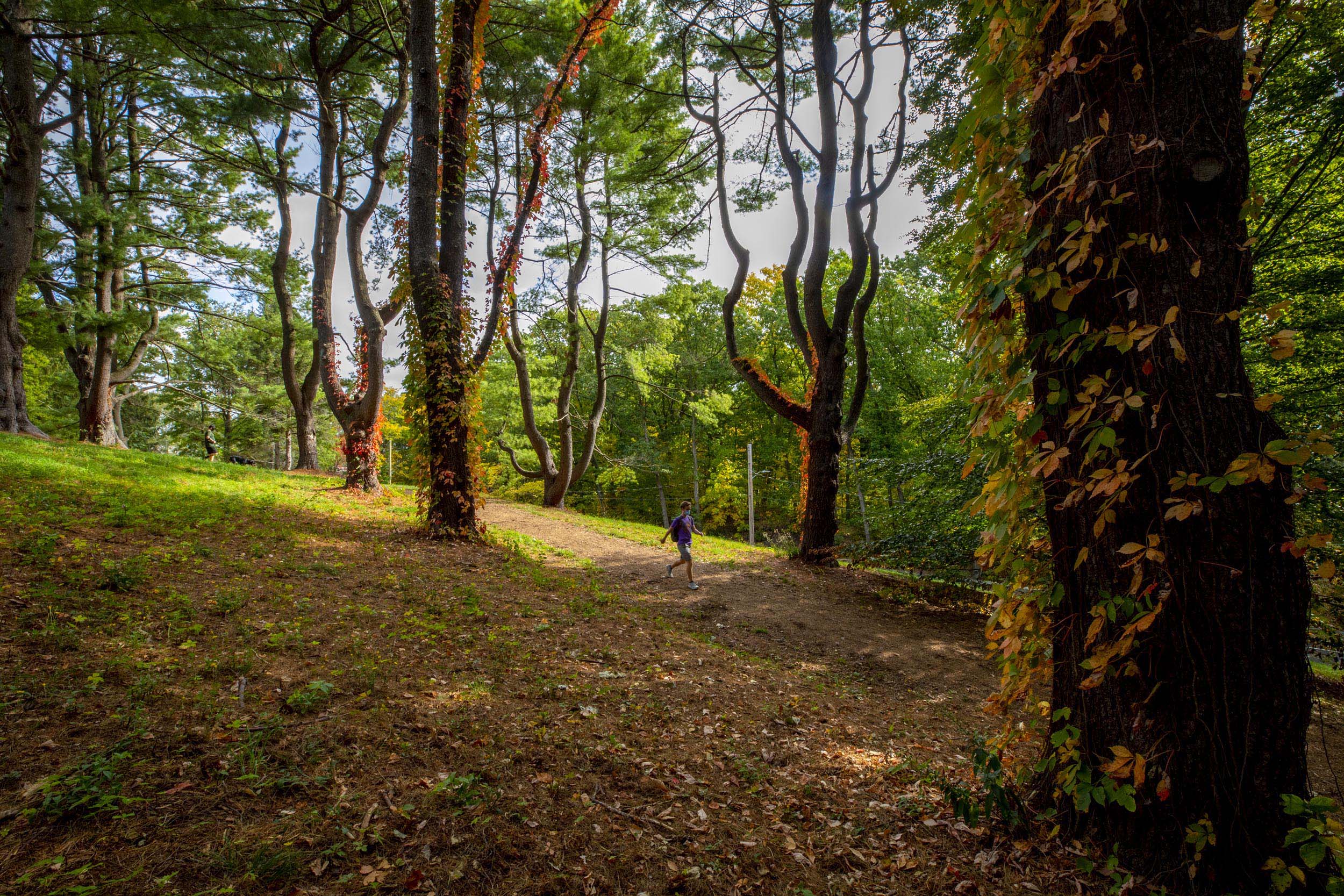 Arnold Arboretum.