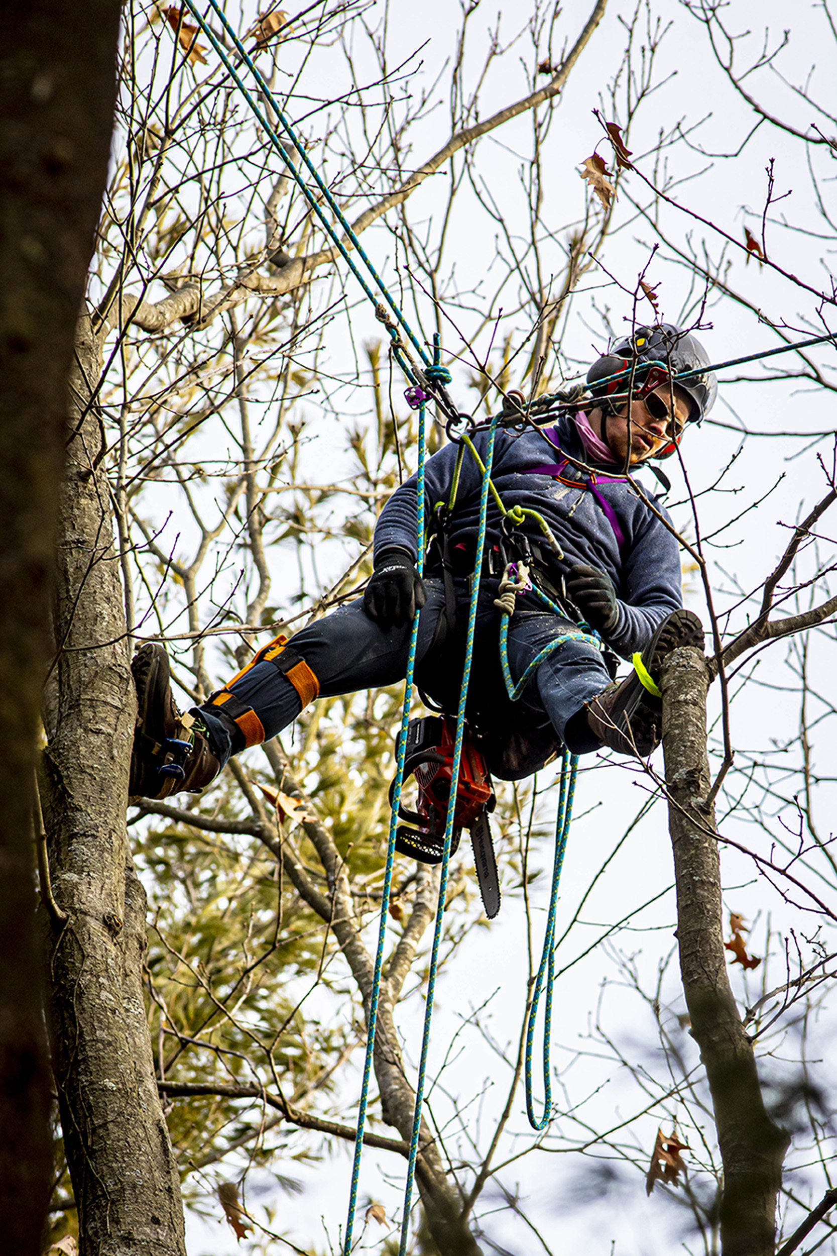 AJ Tataronis works in a tree.