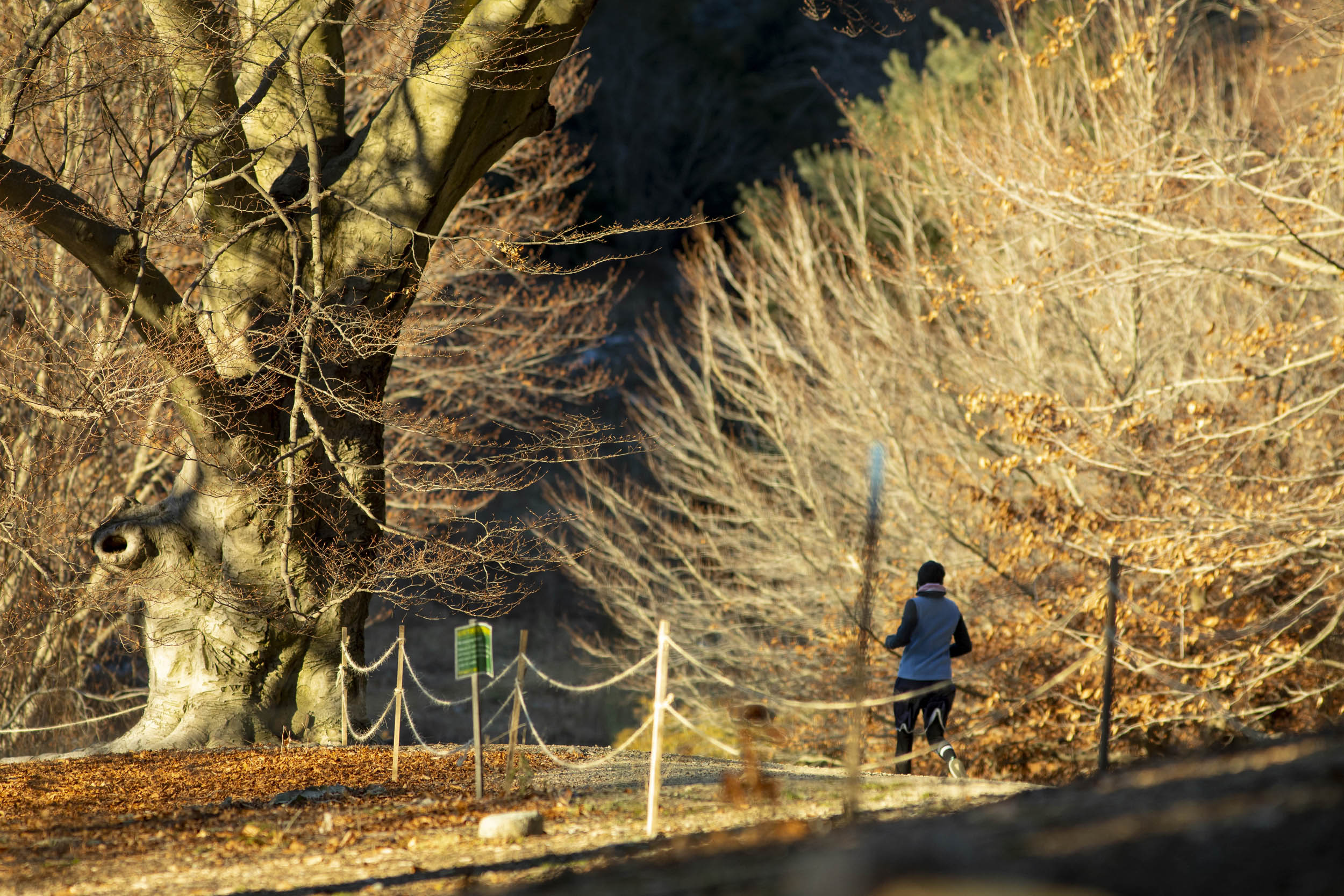 The 1886 Beech Tree on the left is from Woking, England and is part of the collection on Beech Path in the Arnold Arboretum.