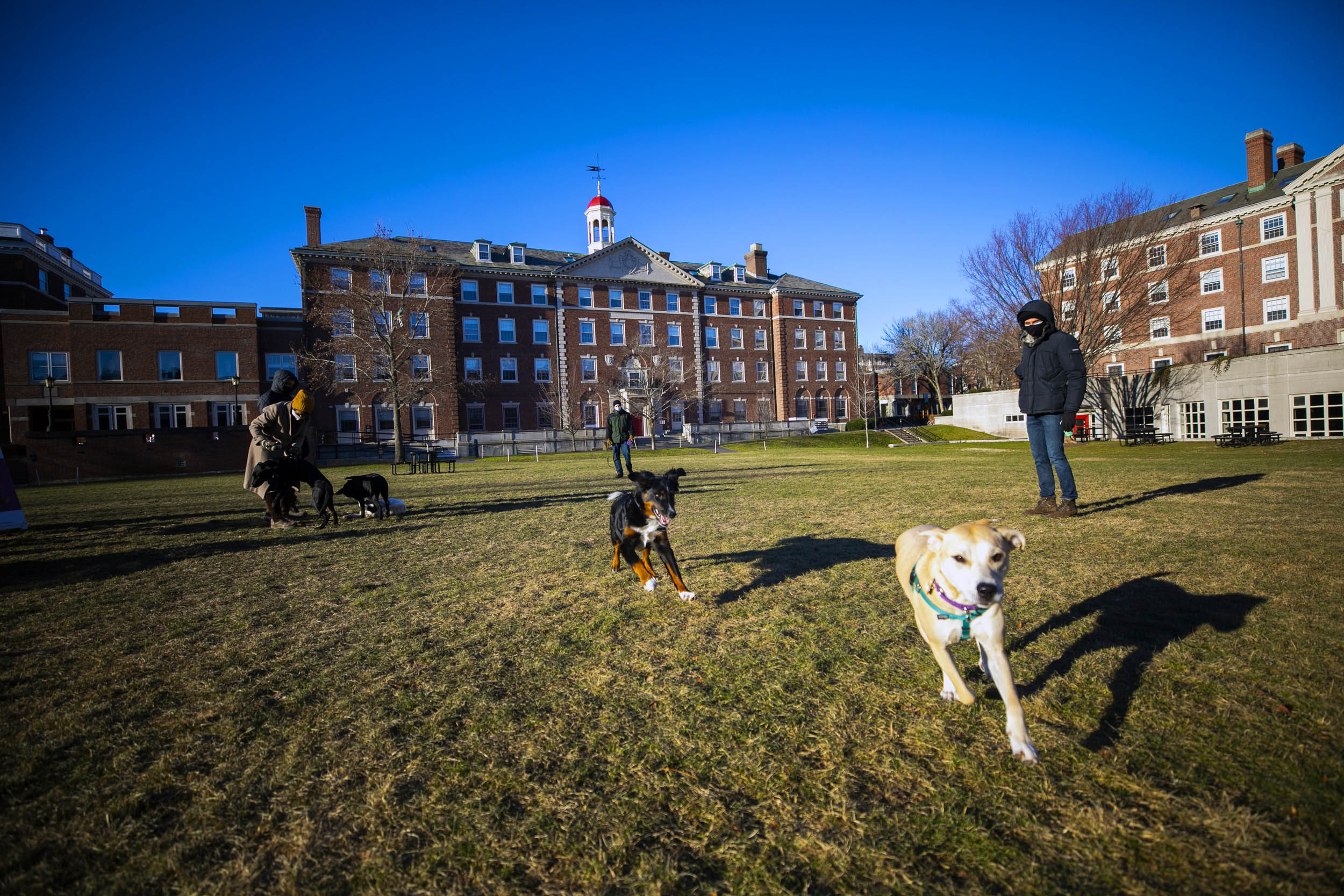 A puppy play group gathers in open space facing Cabot House.