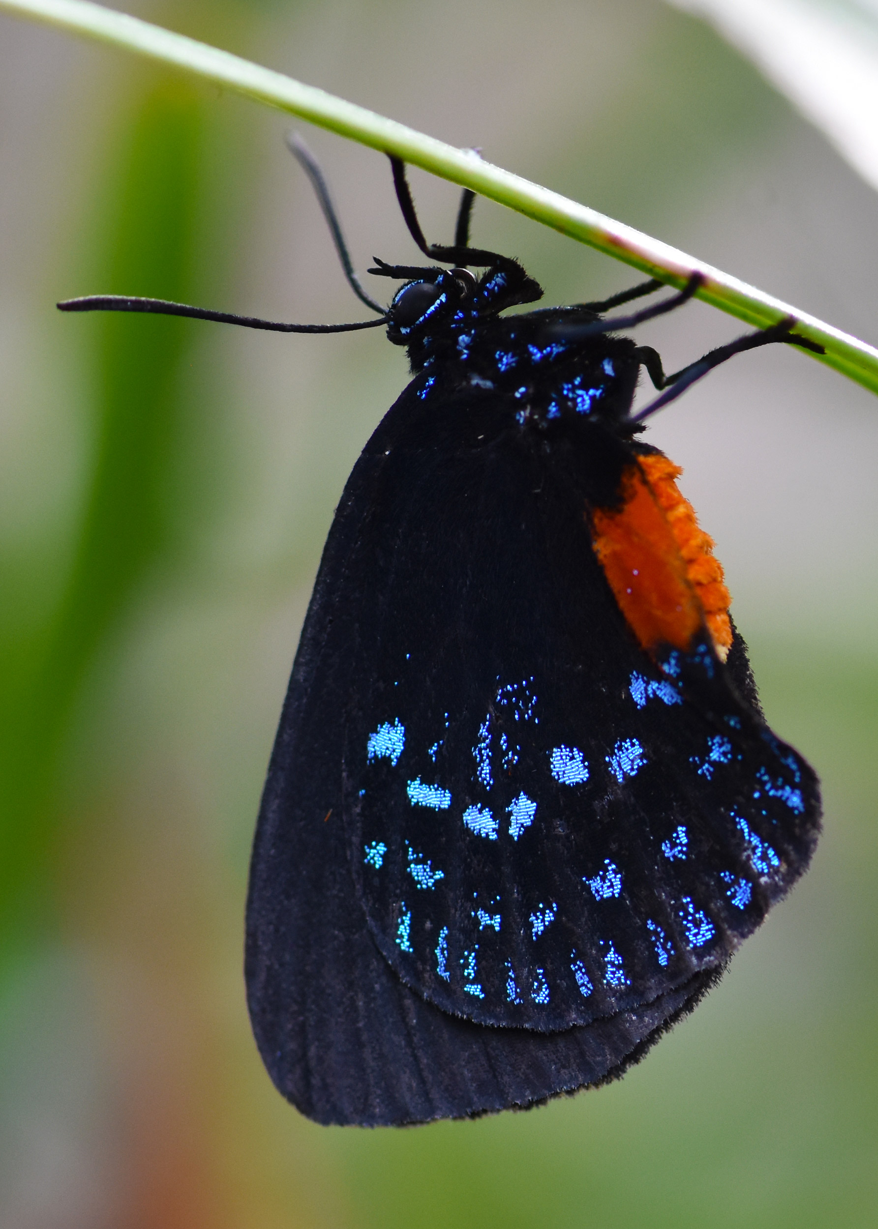 Atala hairstreak (Eumaeus atala) hanging delicately under a leaf of its cycad hostplant