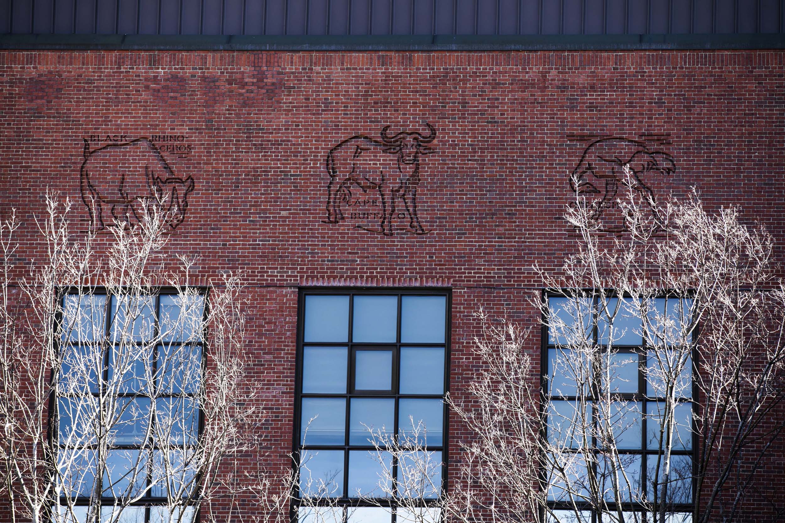 A black rhinoceros, Cape buffalo, and ostrich peek through the trees along the rim of the Bio Labs.