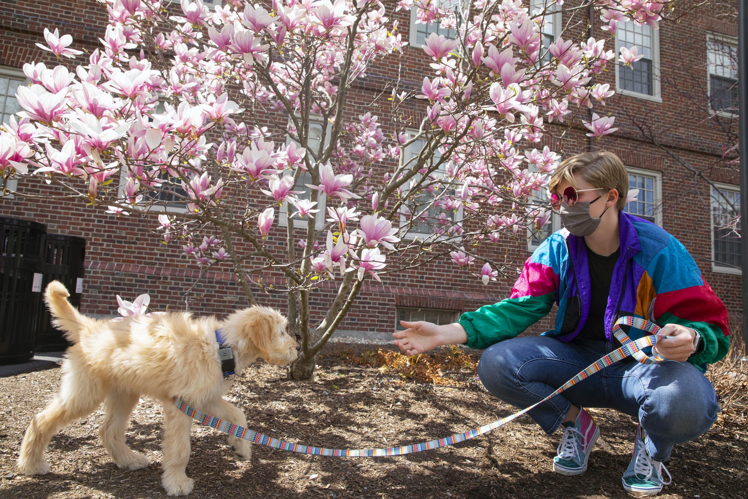 Cassidy Tanner, HBS '21 trains her dog Ellie.