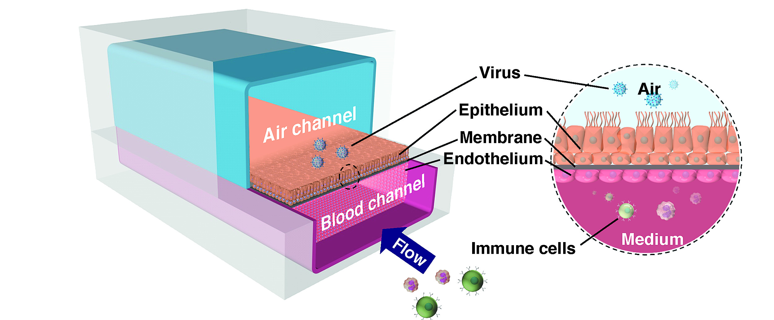 Model of the human airway chip.