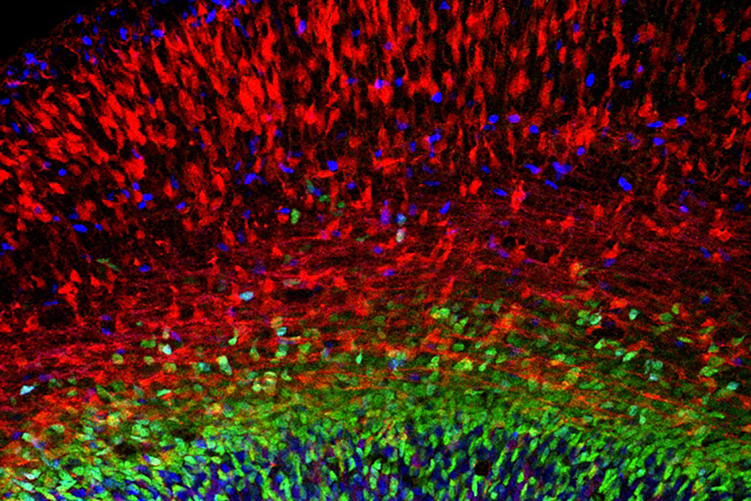 Microscopy image of the developing cerebral cortex