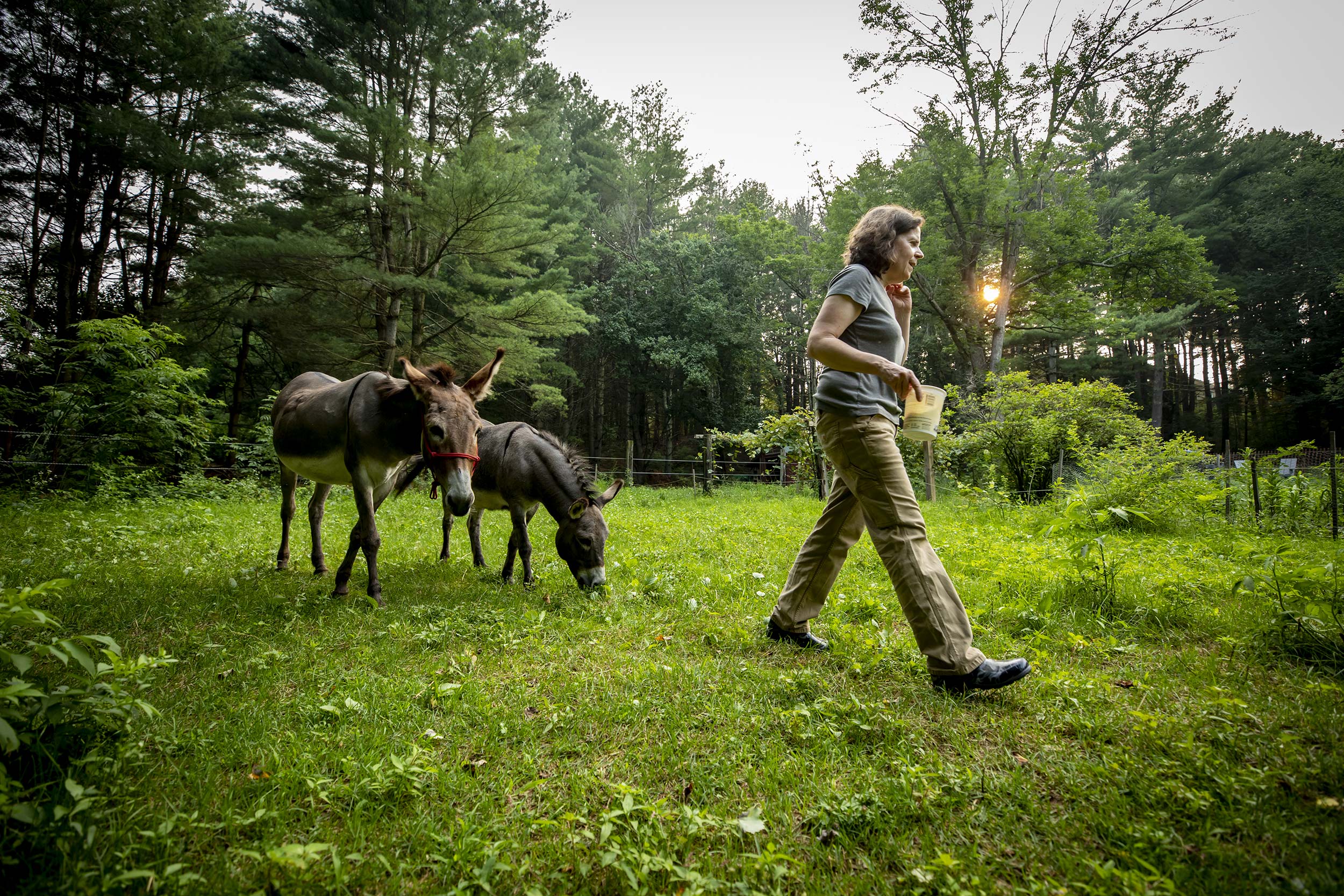 Julie Field walks her two donkeys Rosie and Peanut.