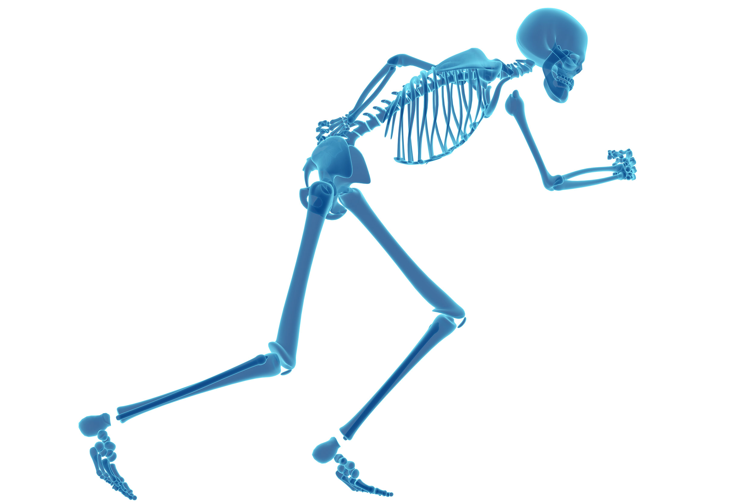 Skeleton.