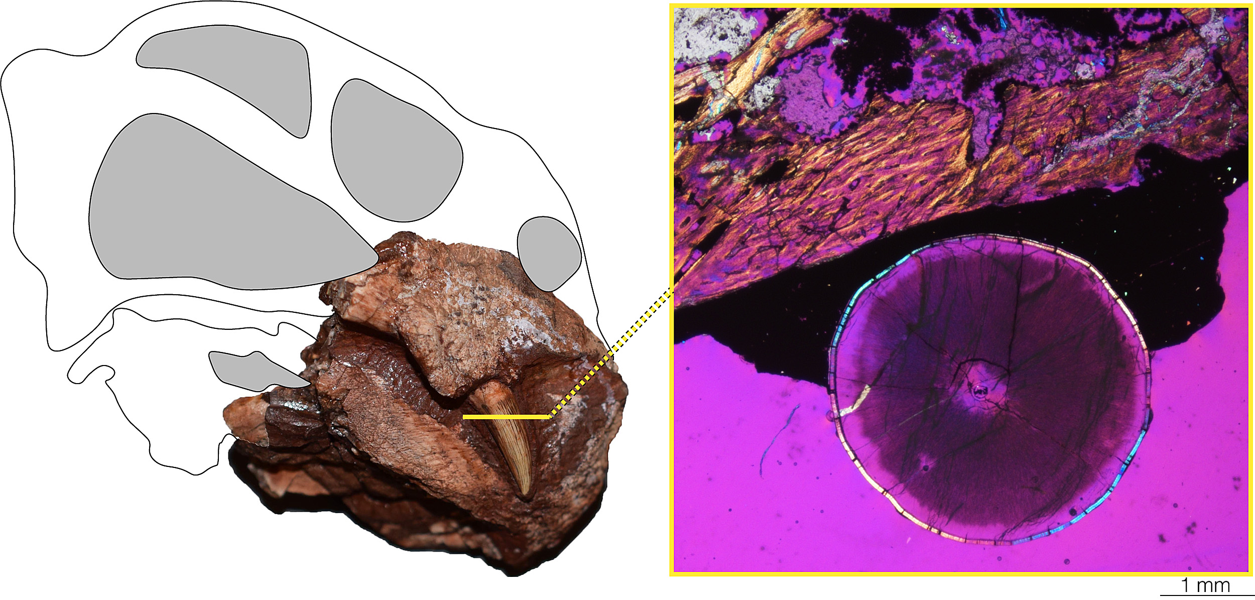 Tusk cross section.