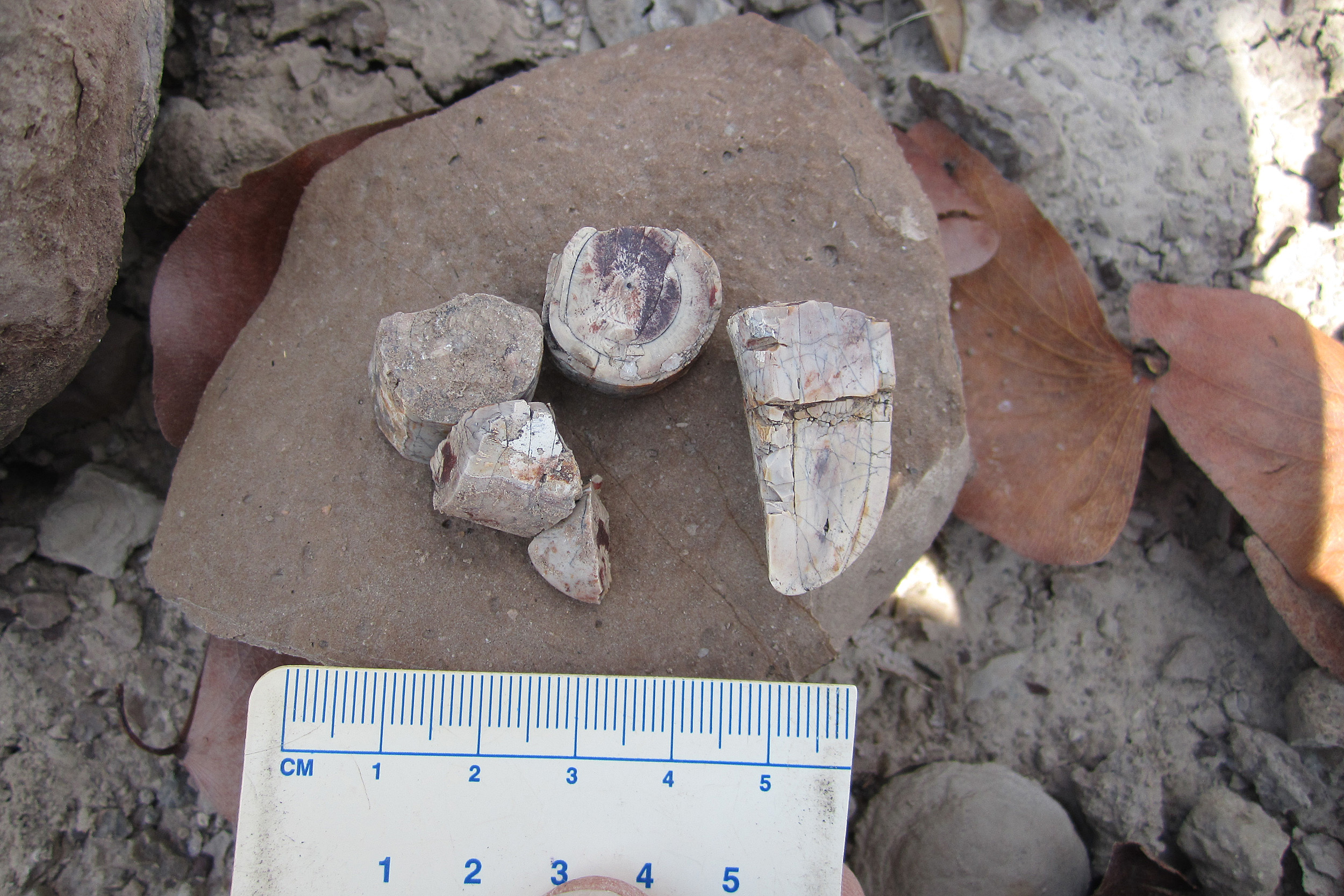 Isolated tusk fragments.