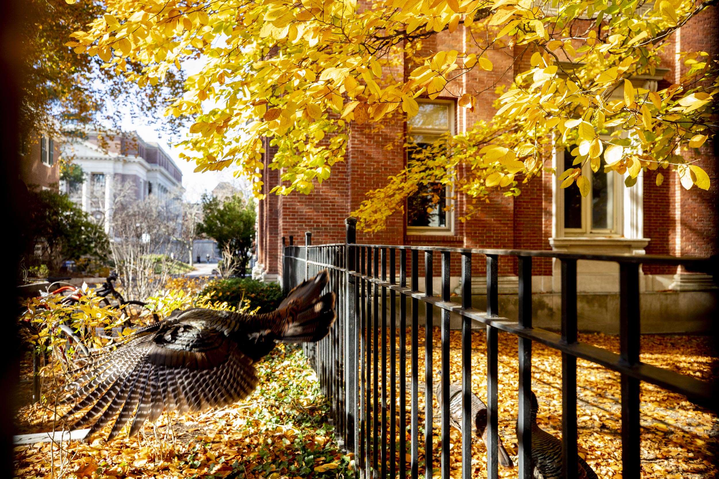 Turkeys show off their plumage behind Emerson Hall.