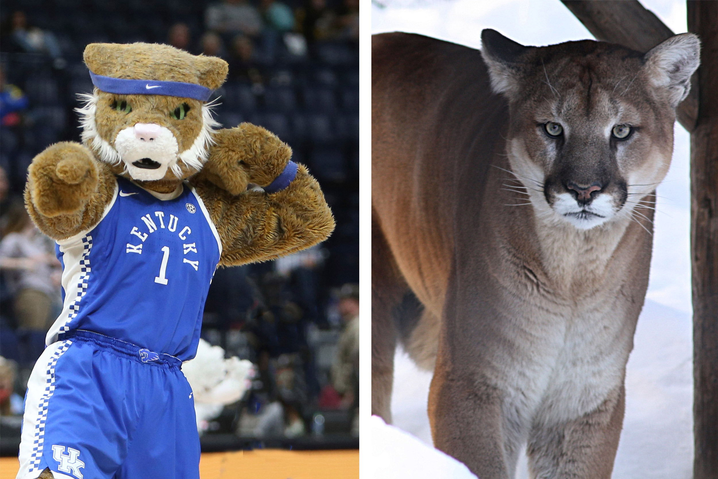 WIldcat mascot next to mountain lion.