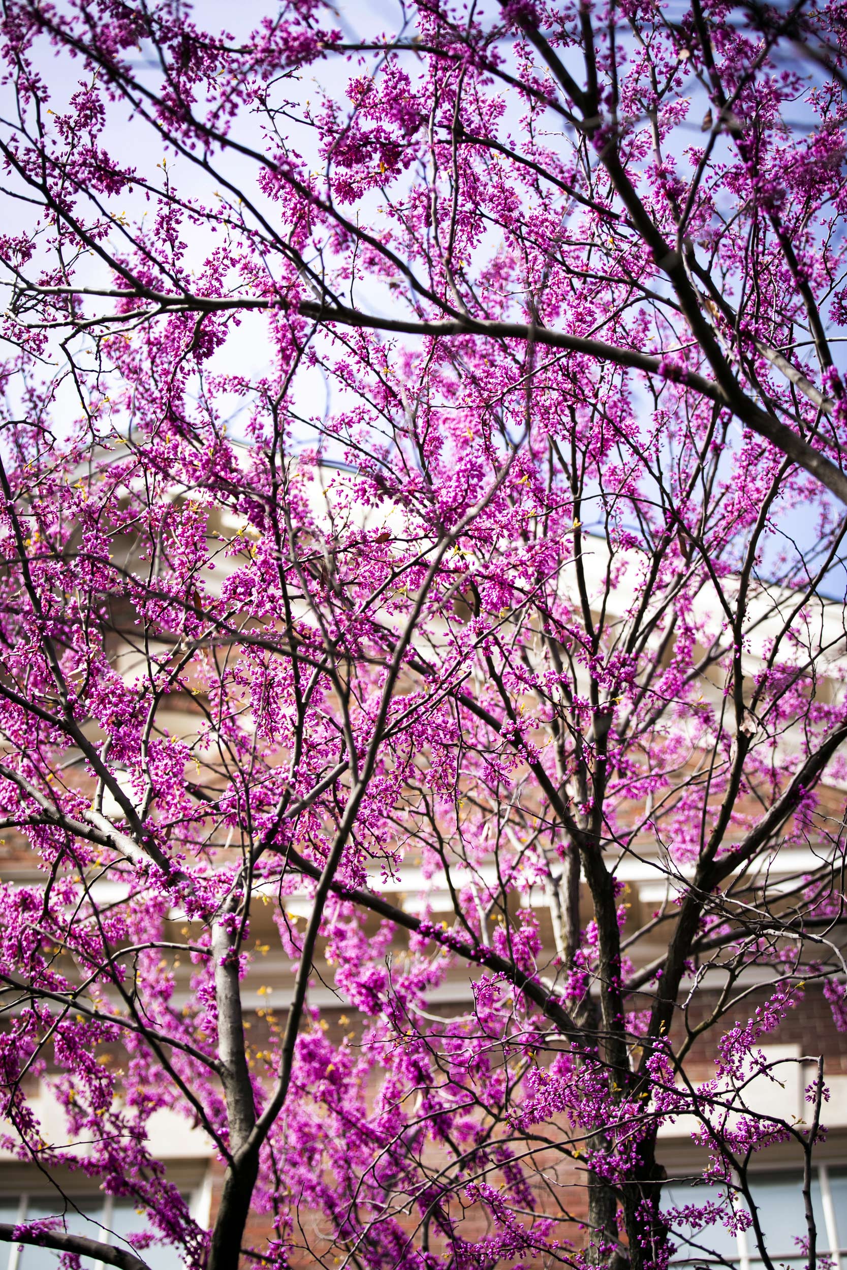 red buds blossom over the Barker Center.