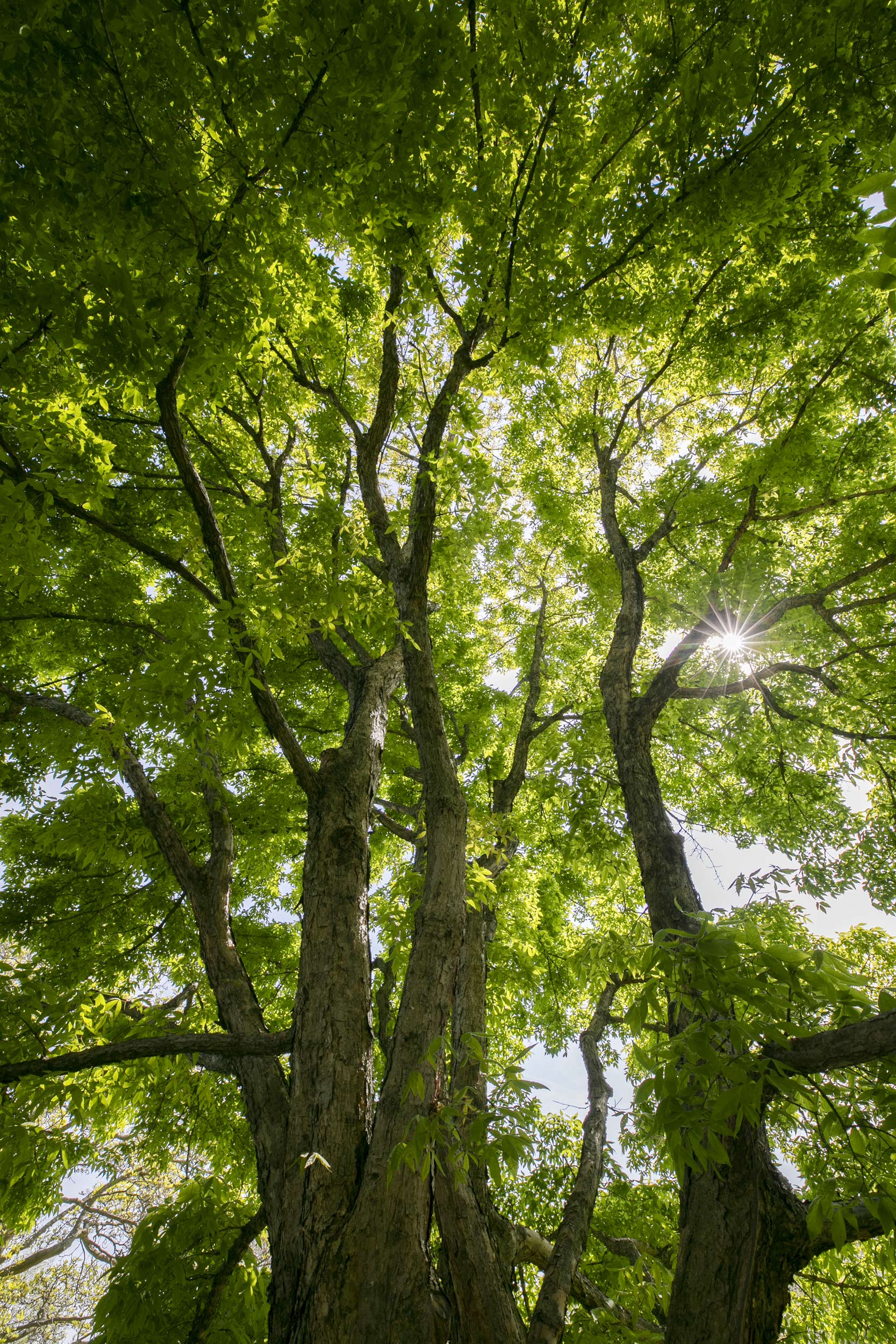 A tree canopy stretches to heights in Arnold Arboretum.