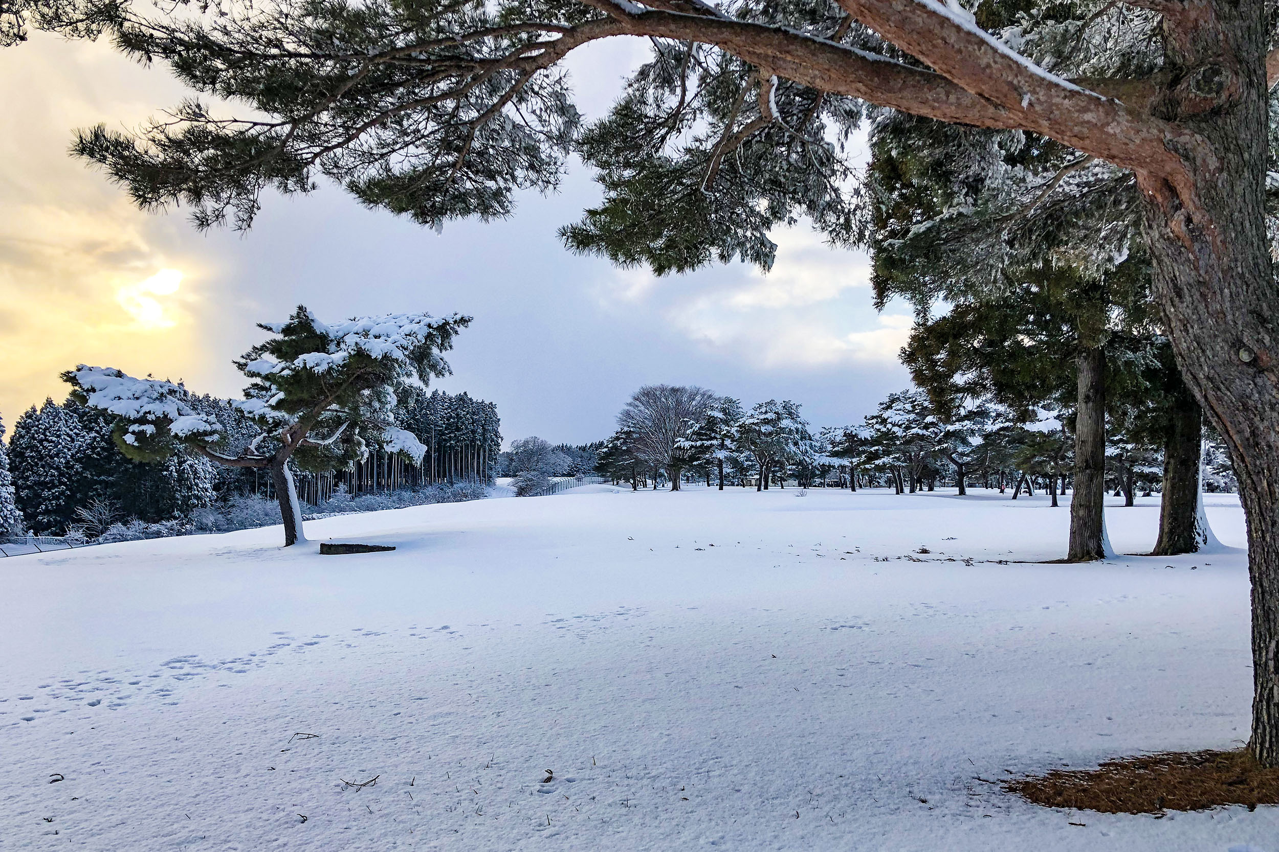 Snow starts to melt in wooded area on Misawa Air Base, Japan.