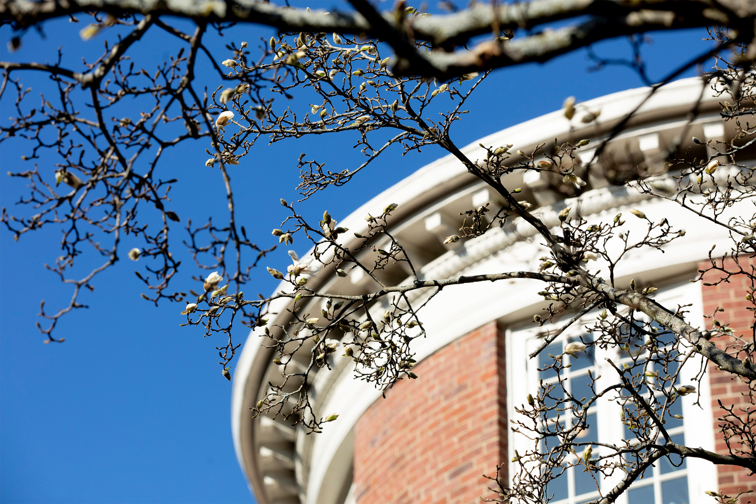 Magnolias bloom at Fay House.