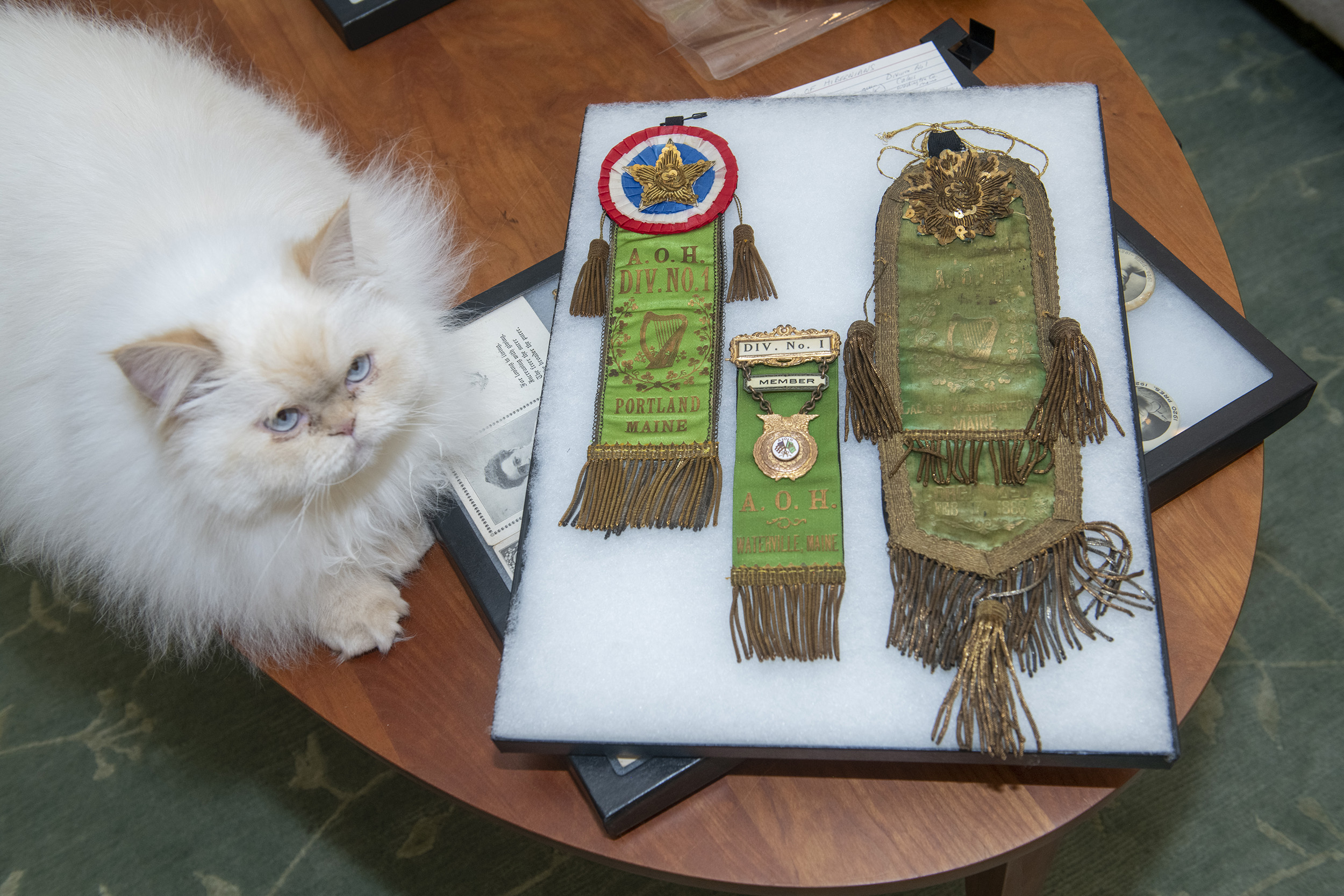 Cat sits next to ribbons from aine chapter of Ancient Order of Hibernians.